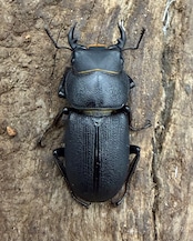 【WD】《ドルクス zhouchaoi(メンシウス ssp.) 21mm ペア》