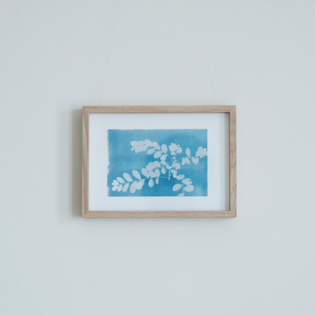 植物の青写真　cyanotype #3