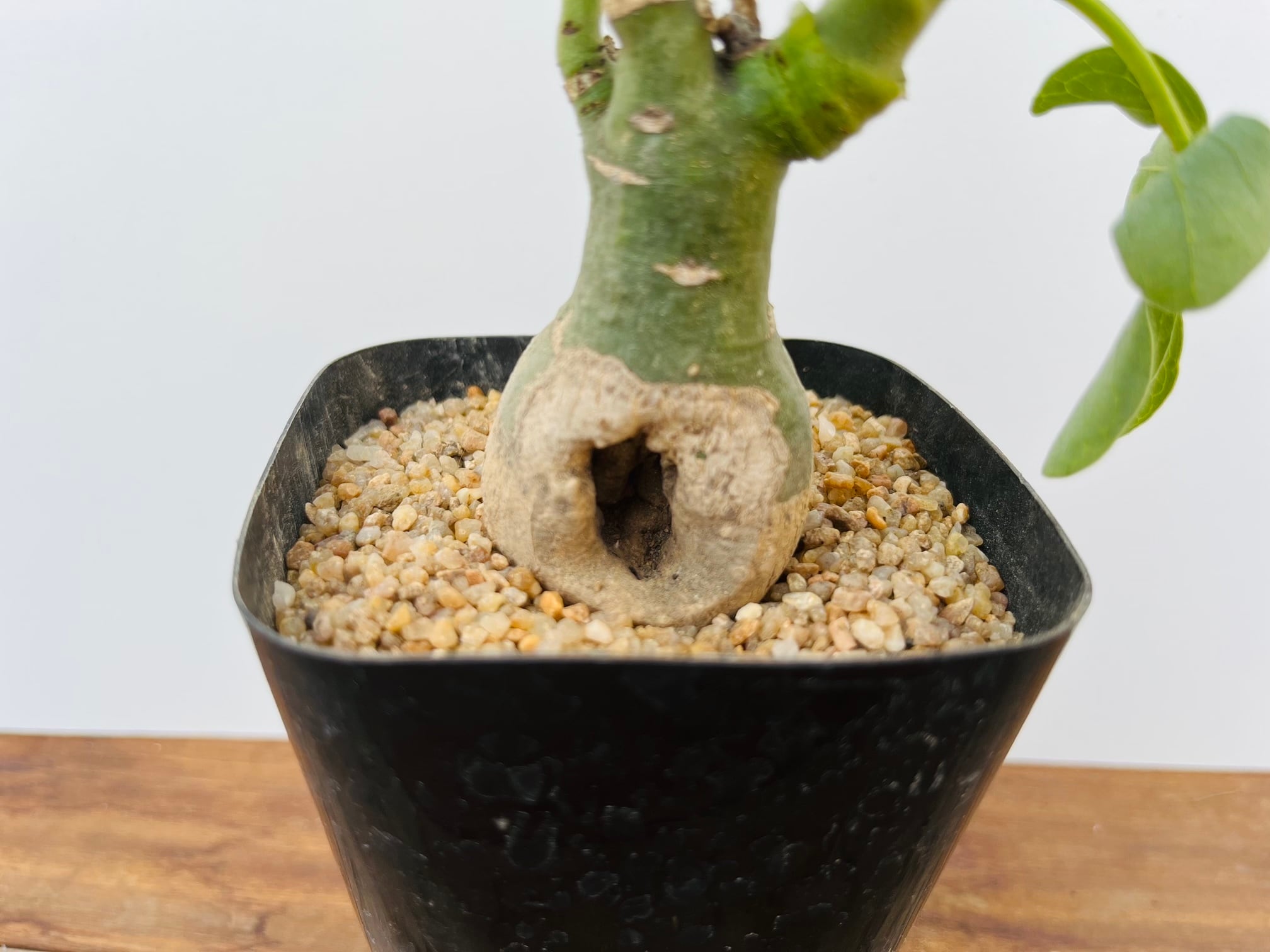 Adenia glauca アデニア グラウカ 多肉植物 塊根植物 | plants MARU