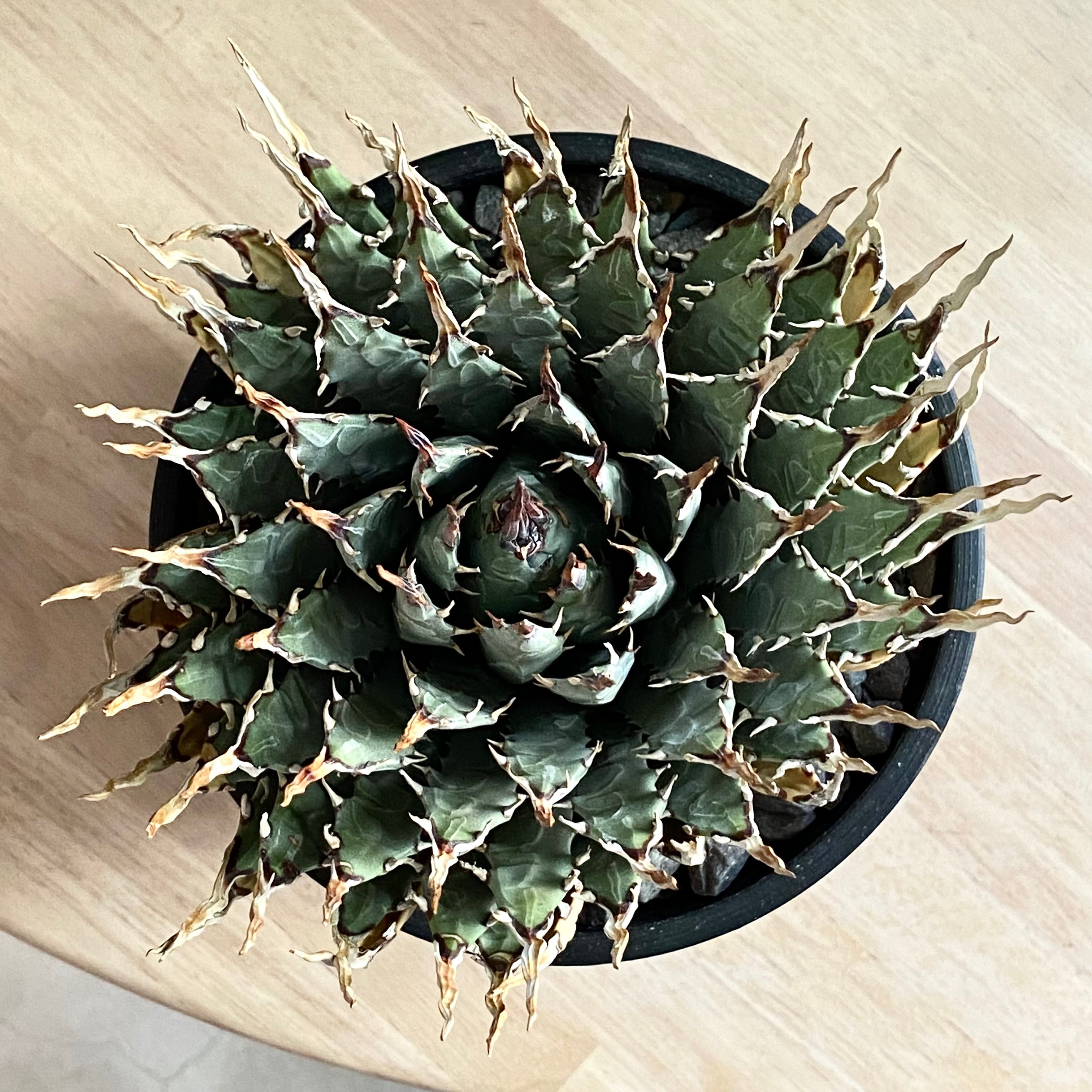 agave utahensis eborispina /アガベ ユタエンシス エボリスピナ agave utahensis eborispina /アガベ ユタエンシス エボリスピナ