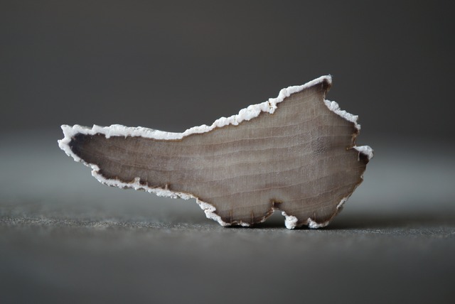 ハンガリー産珪化木 Petrified Wood 1478