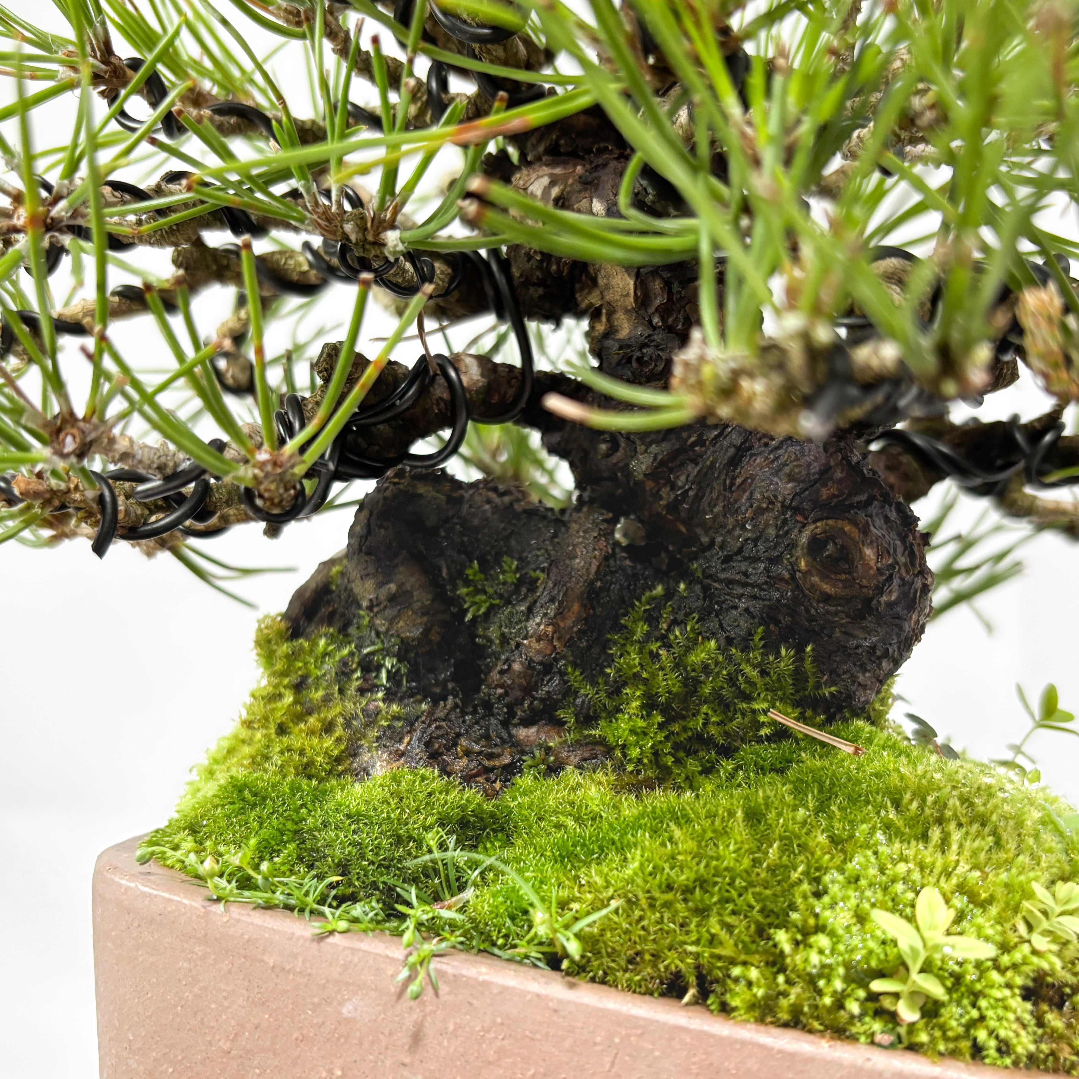 黒松盆栽（KM-001） | 和の暮らし盆栽店 | 公式オンラインショップ