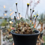 Othonna cacalioides【オトンナ・カカリオイデス】