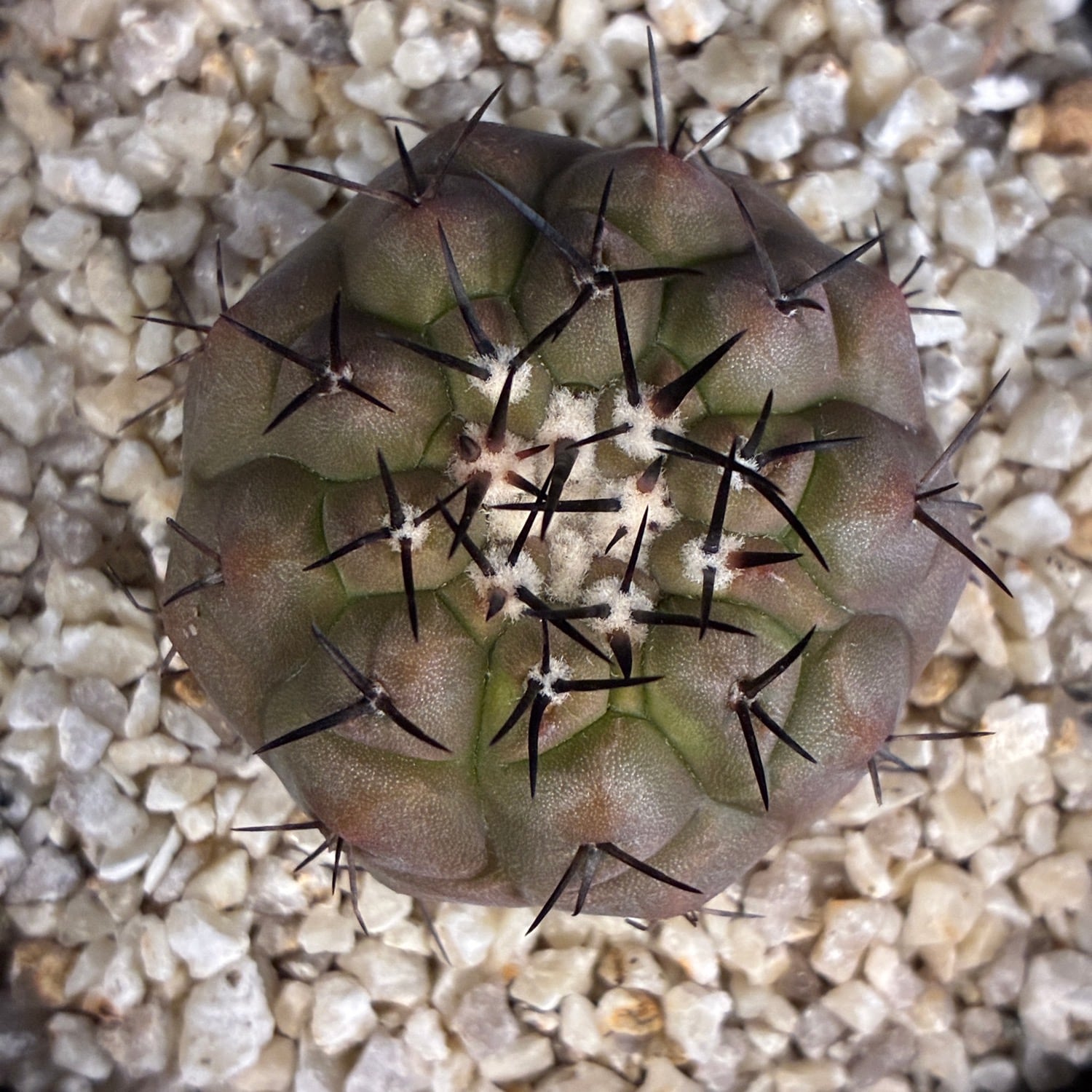 Copiapoa】サボテン コピアポア 黒王丸実生【243】 | PROTOLEAF プロト