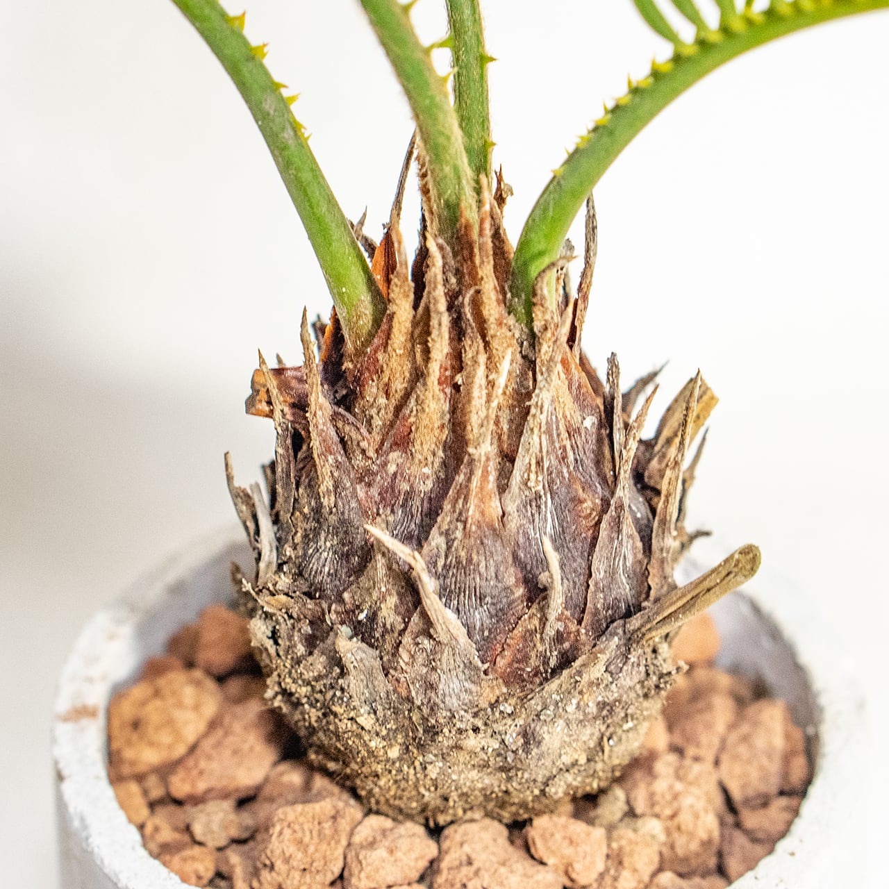 【硬質でツヤのある緑葉と丸い幹】独特のシルエットが目を引くソテツ。どんな部屋にも馴染む無骨な手づくりモルタル鉢でお届けします/虫発生抑制/全国一律送料850円