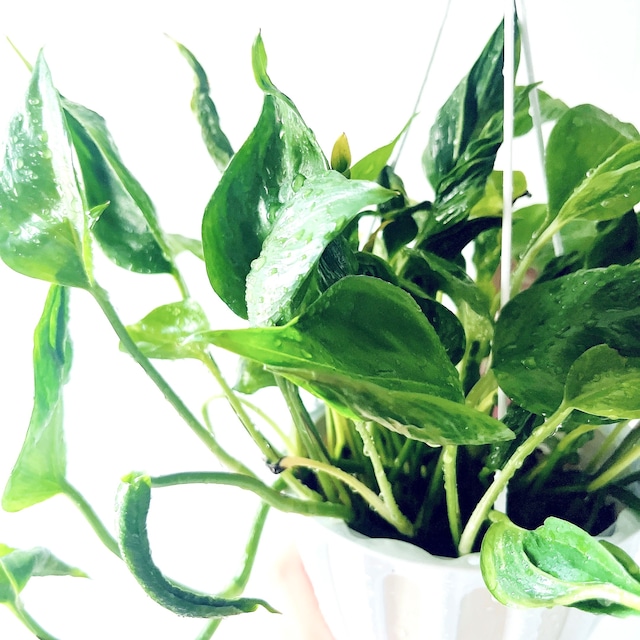 みどりの三角帽子＊ ポトス テルノシャングリラ 観葉植物 calm cafe