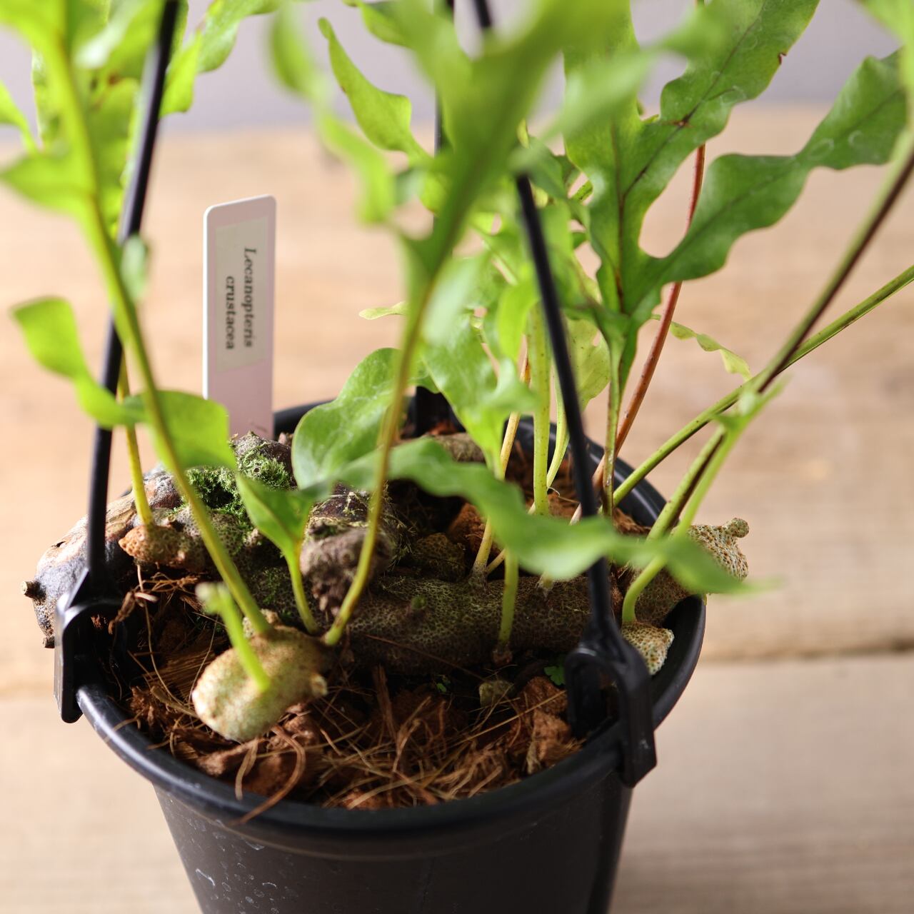 394 塊茎の中に小さな森『レカノプテリス クルスタセア』観葉植物