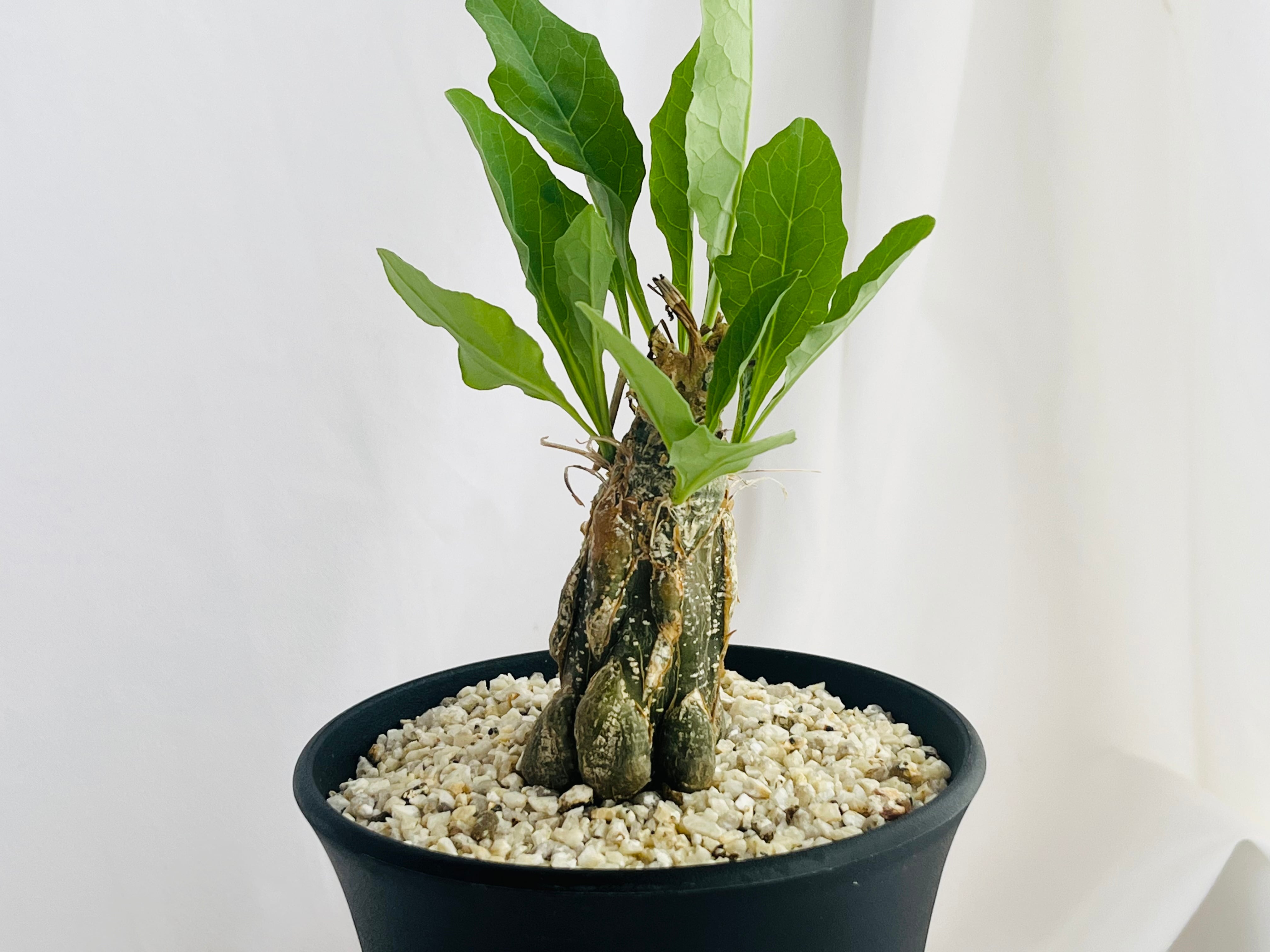 Cephalopentandra ecirrhosa　ケファロペンタンドラ　エキローサ　多肉植物　塊根植物 | plants MARU ー  多肉植物・サボテン・園芸グッズのお店 ー powered by BASE