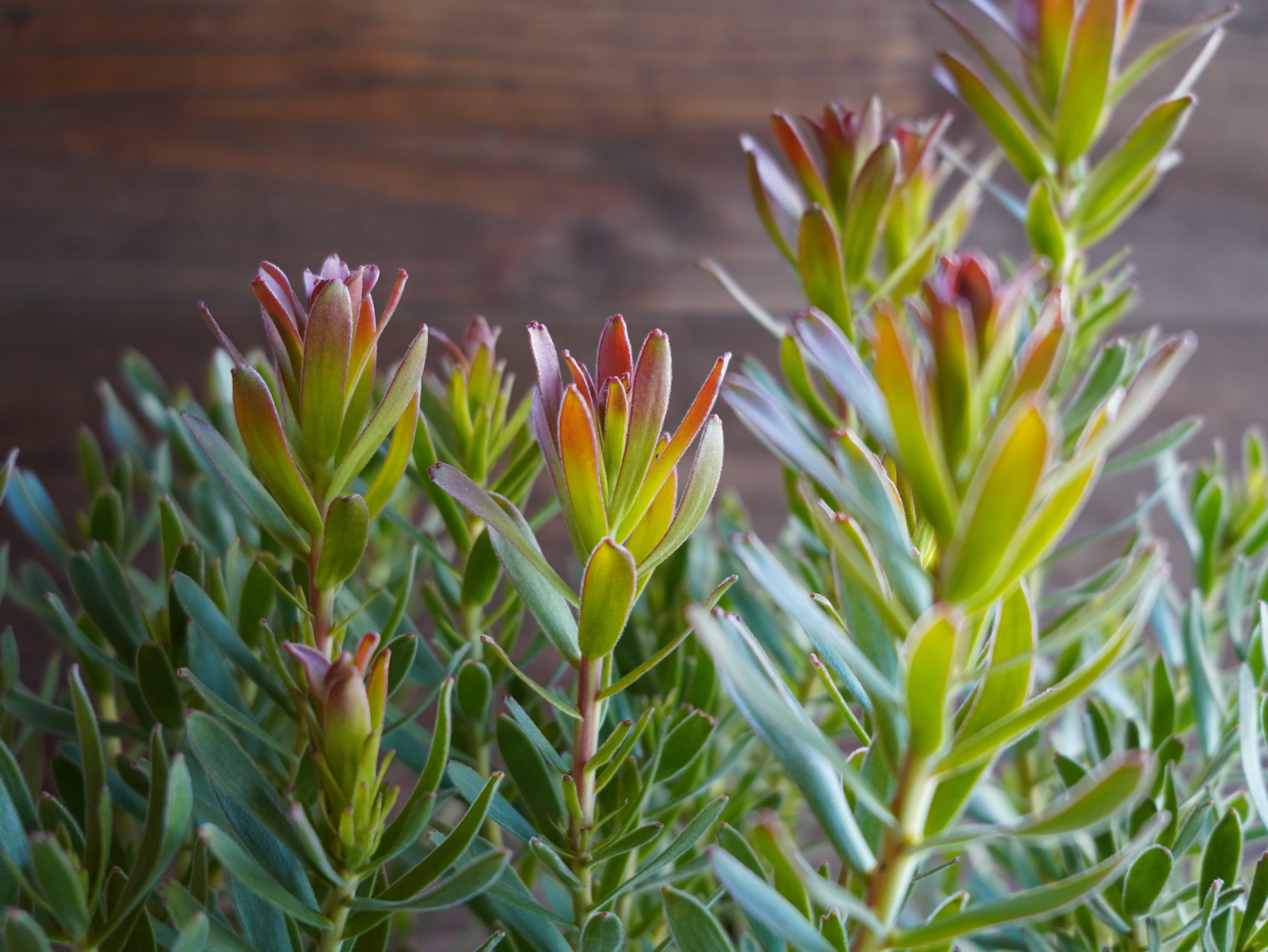 【現物】ミメテス　”クラッカージャックレッド”