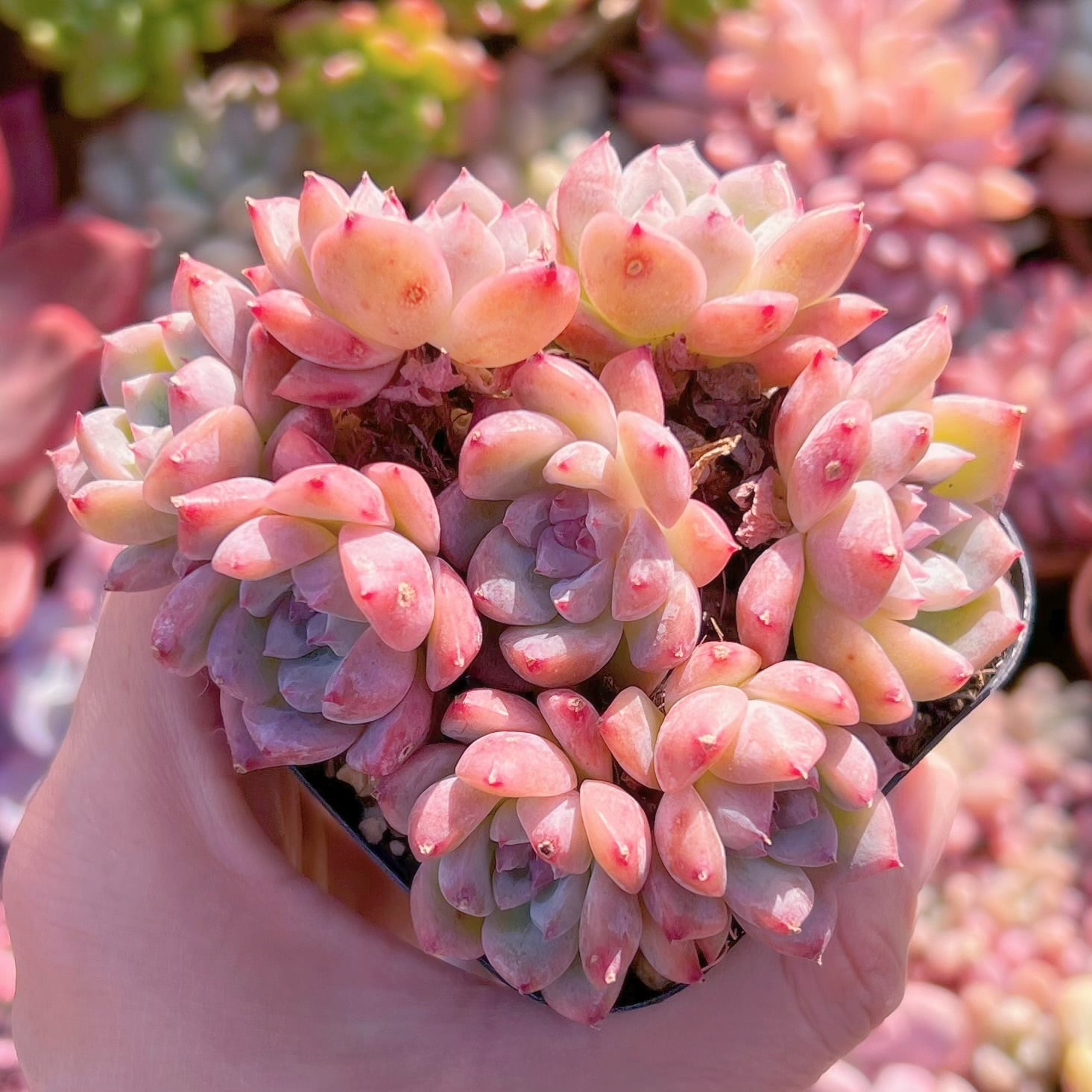 現品　レッドベルベットxラウイ#665　るる農園