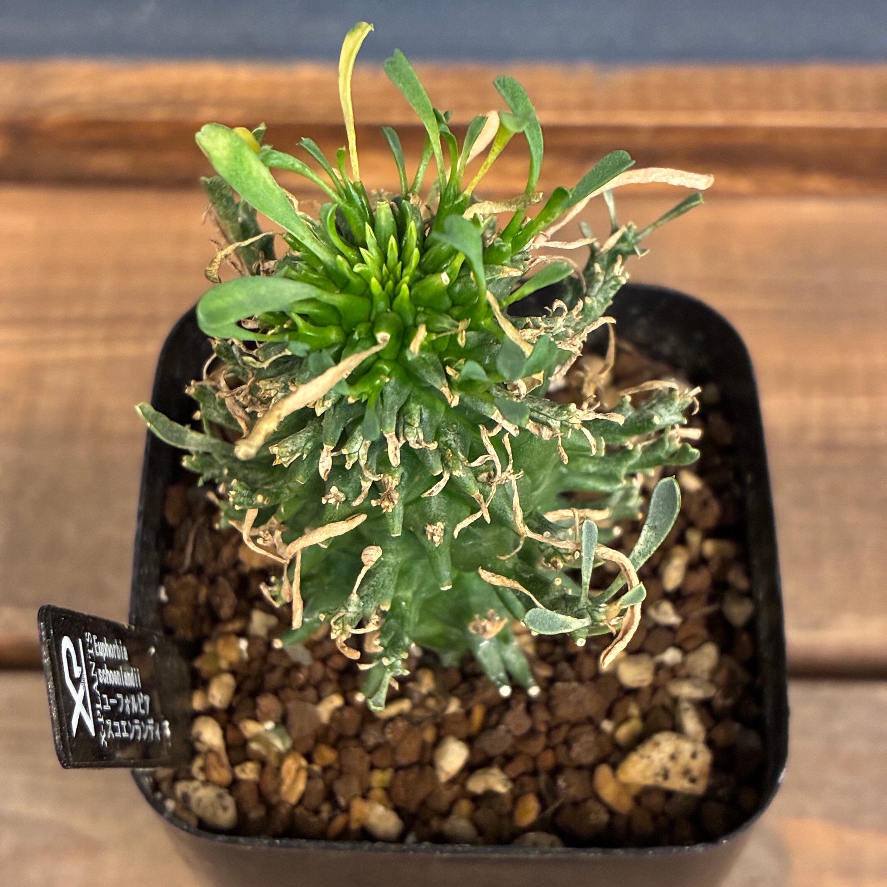 1万円以上10%OFFクーポン対象】ユーフォルビア スコエンランディ 闘牛