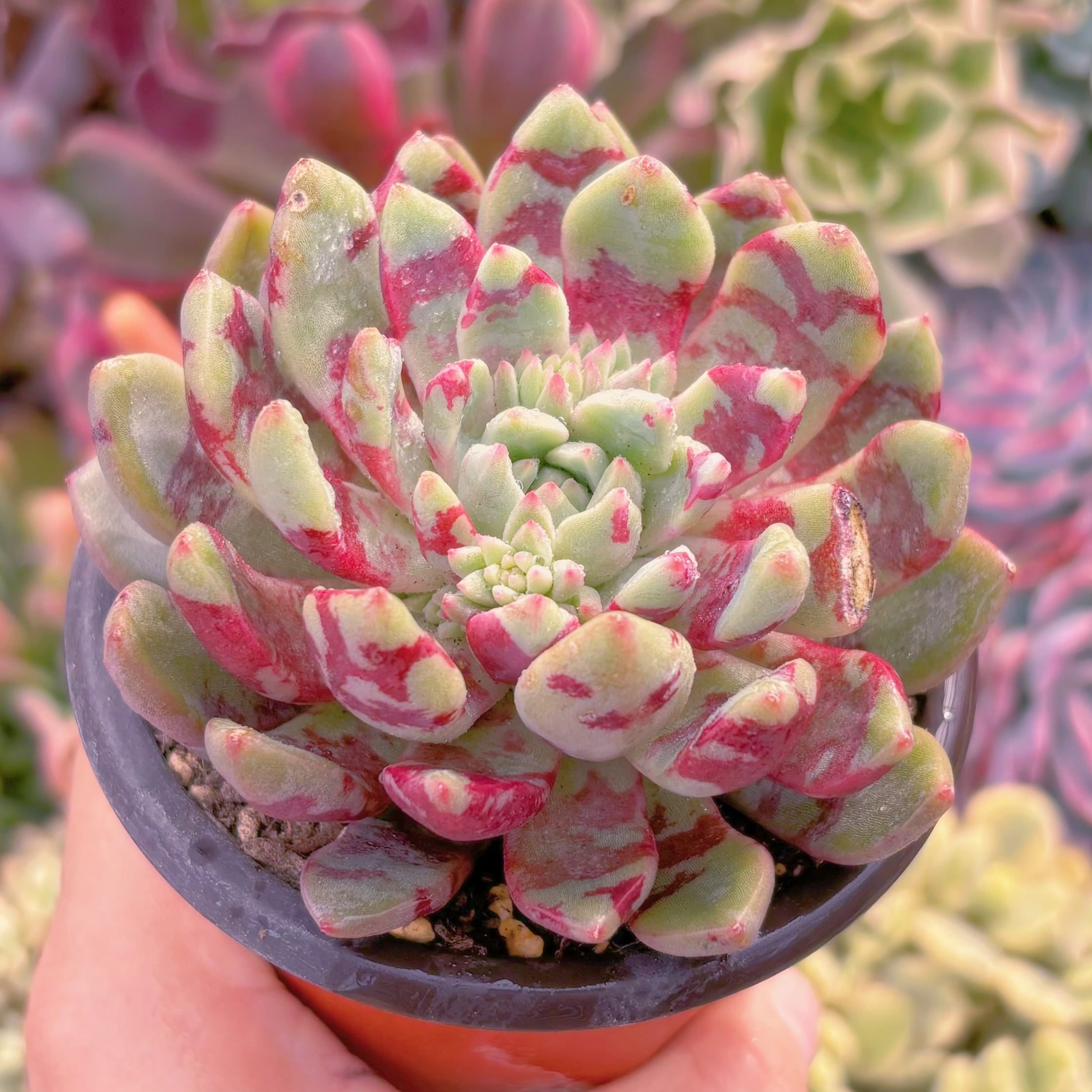 現品　ブラッドスワロー訳あり#657　るる農園