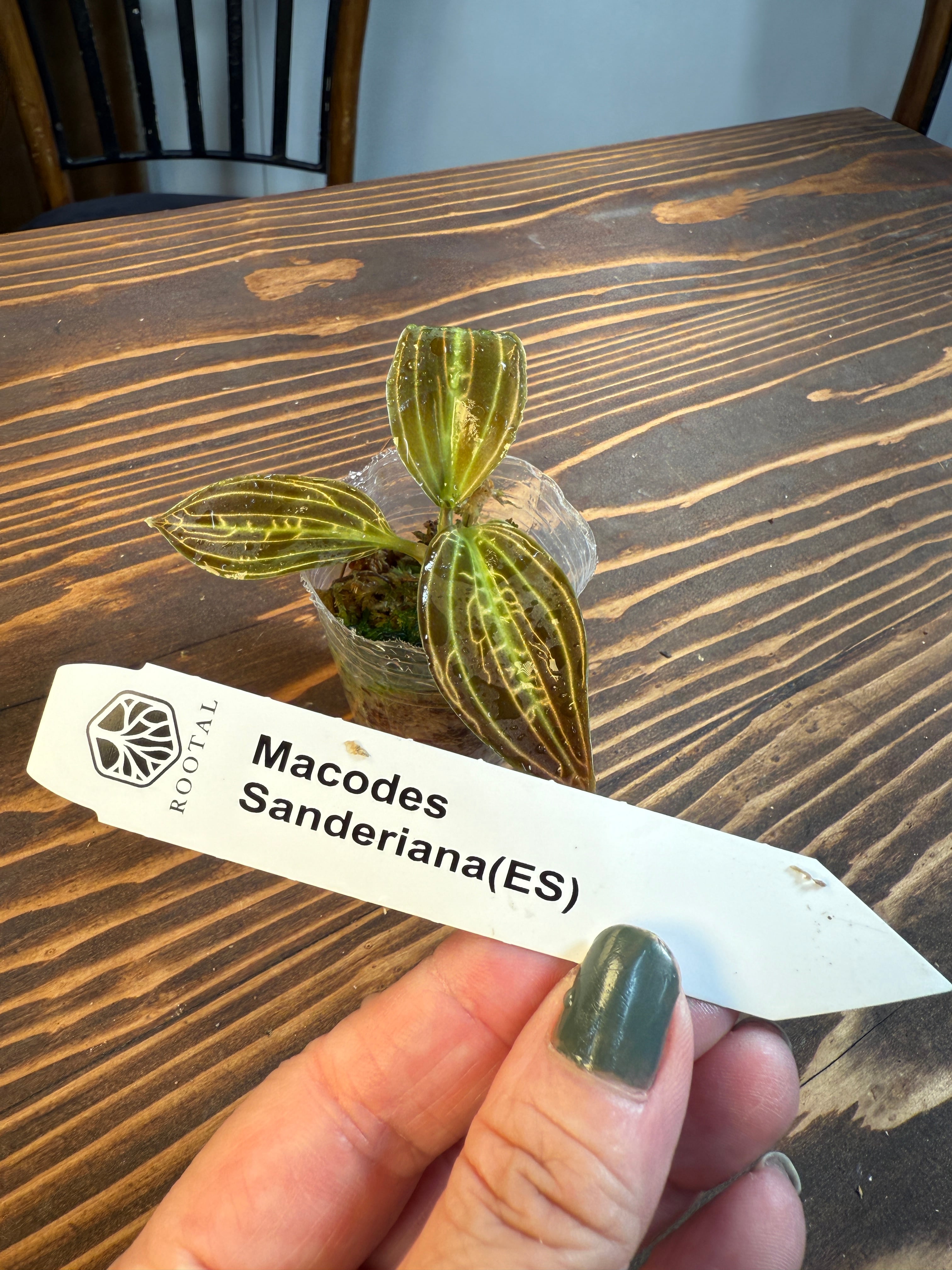 ★★マコデス サンデリアーナ(ES)(口径5㎝ポット)※お任せ株