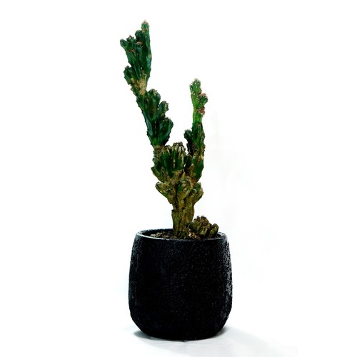 vintage cactus