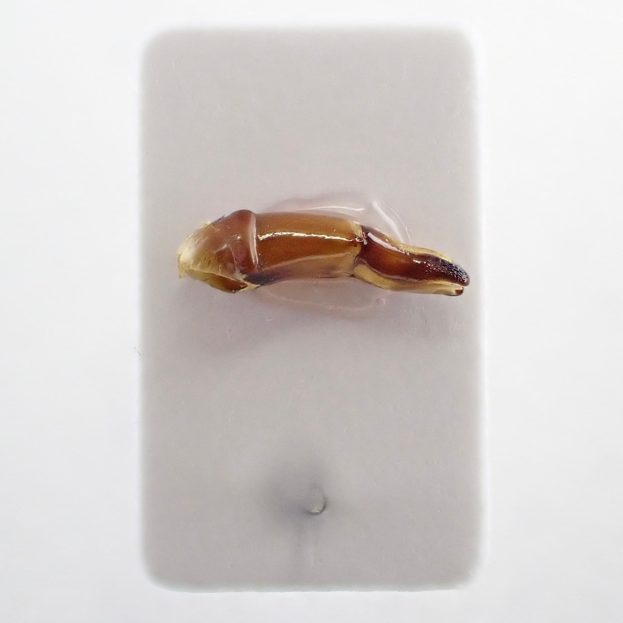 ペルー産 Diabroctis mimas ♂♀ 28mm/28m | 昆虫標本 Diggers & Rollers