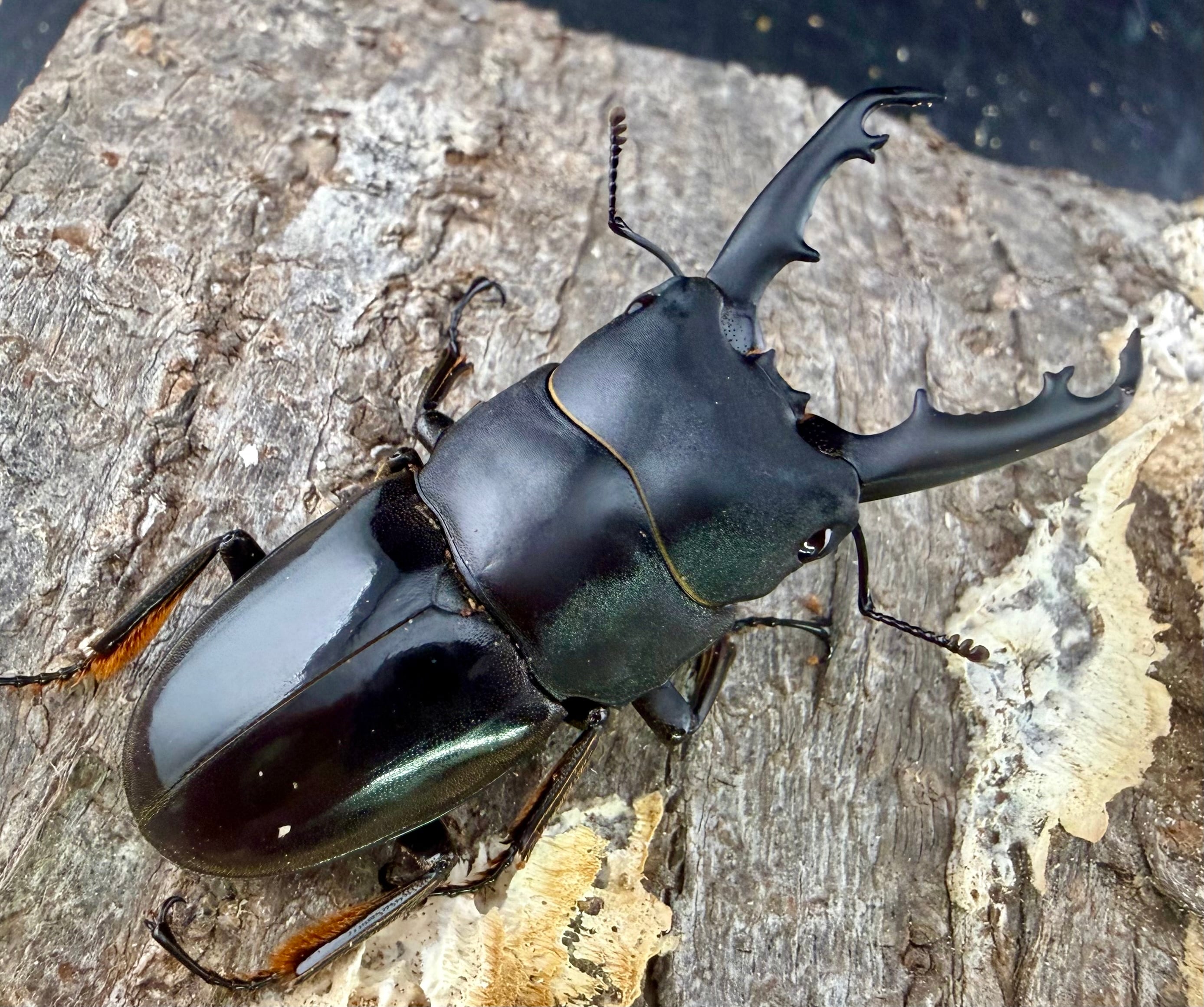 タウネスヒラタ 54mm ペア》わたくわ氏ブリード個体 | KPW公式