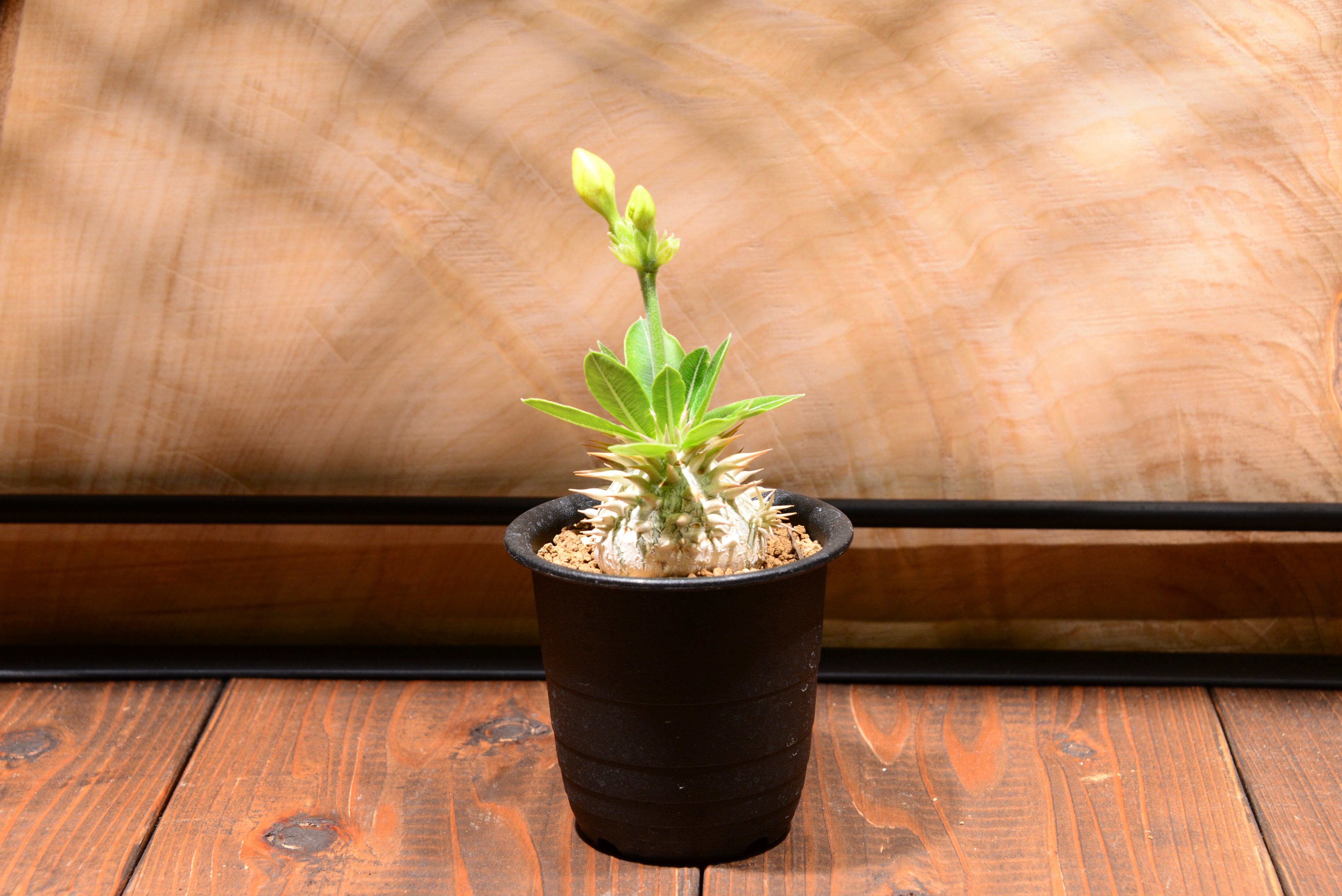 パキポディウム エニグマティクム〈実生〉 | N collect plants