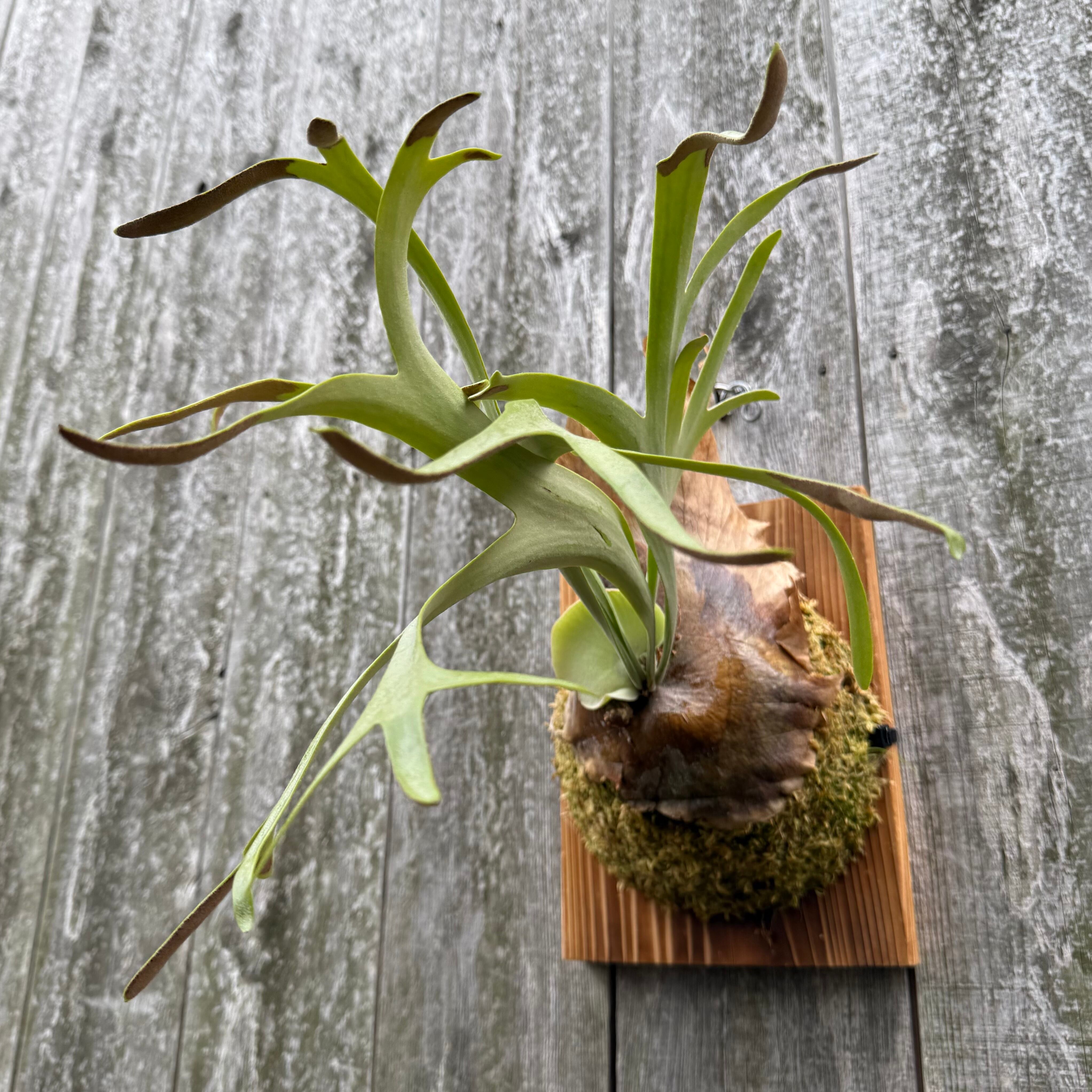 P. willinckii cv. Silvery Dwarf (pup) | naturefix