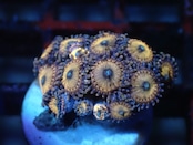 【アクバスパック】JakartaZoa 4