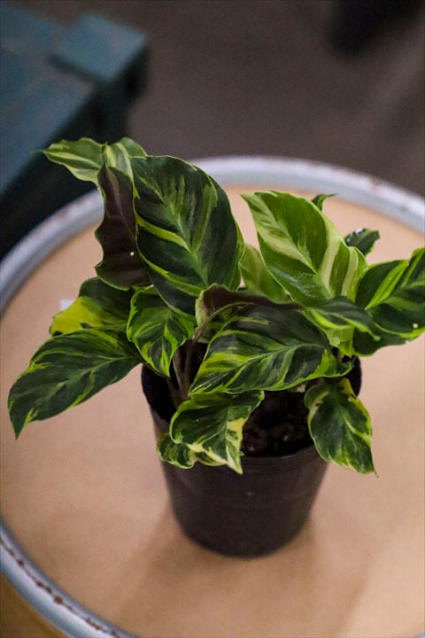 観葉植物 | オニ通