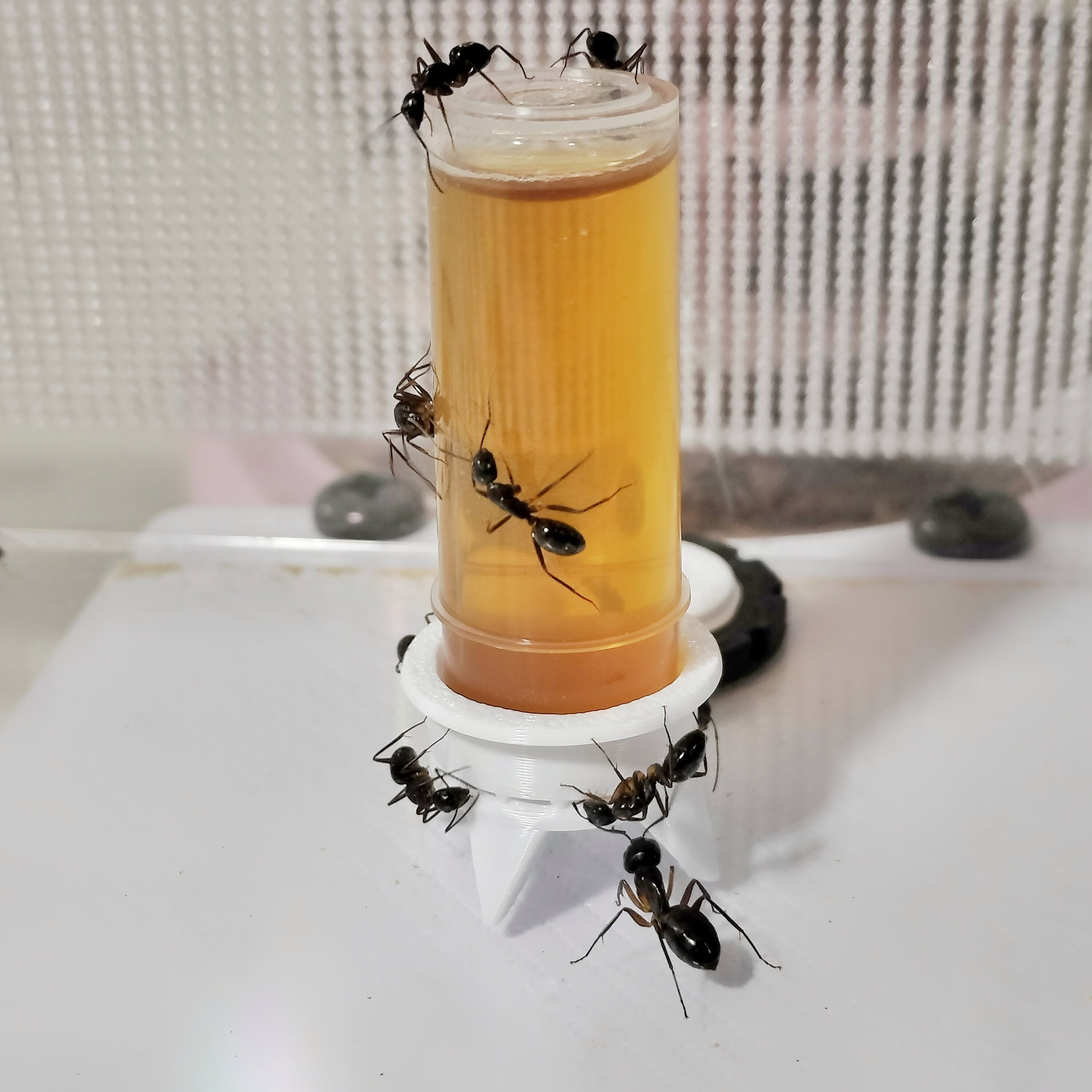 アリサンダー様 専用 アリサンダーさま専用【白酒】透明ボトル入り