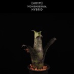 【送料無料】Hohenbergia hybrid〔ホヘンベルギア〕現品発送H0171