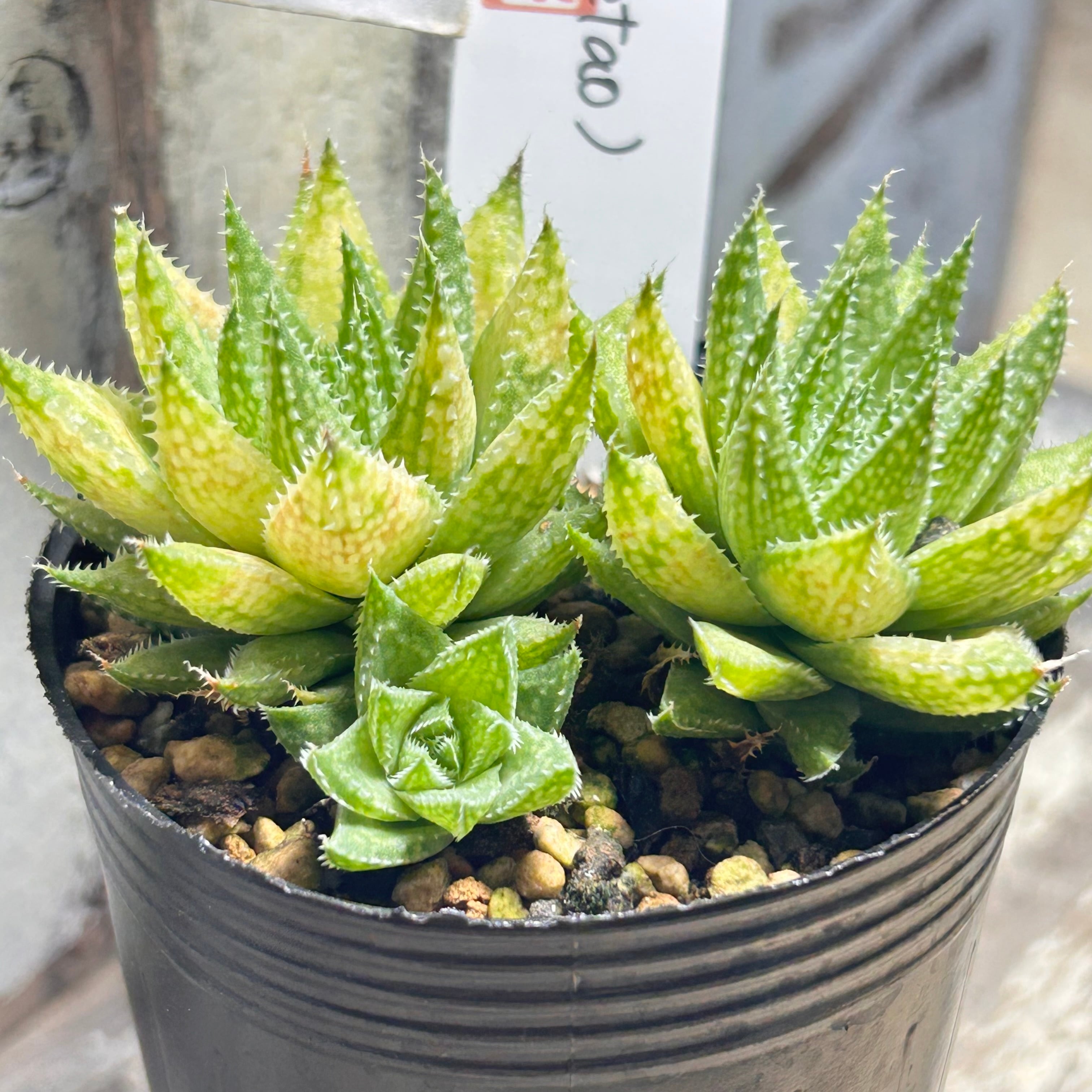 T)H.herbacea (N.of Warcetao)ハオルチア | RuPo 多肉植物専門店