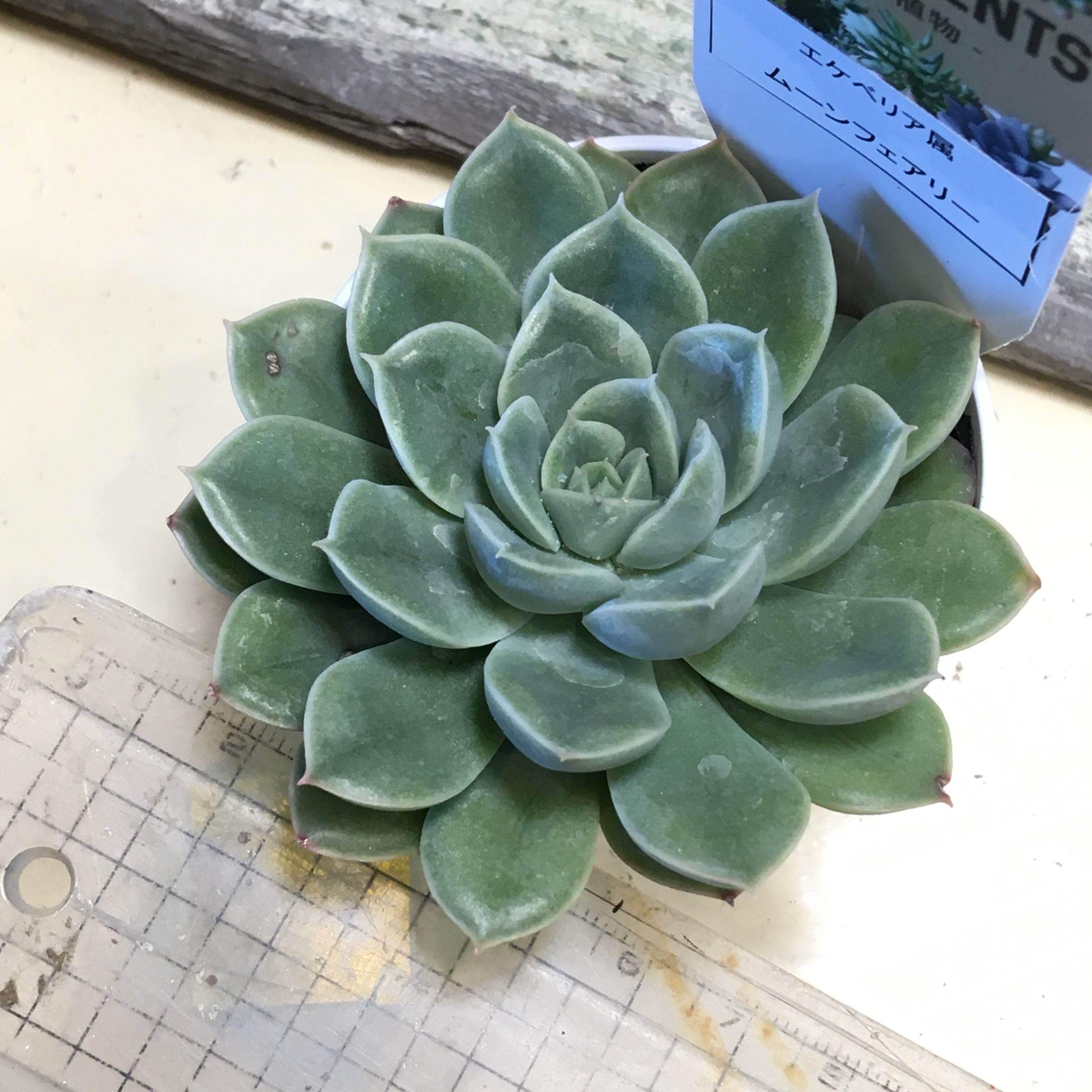 ムーンフェアリー Rupo 多肉植物専門店
