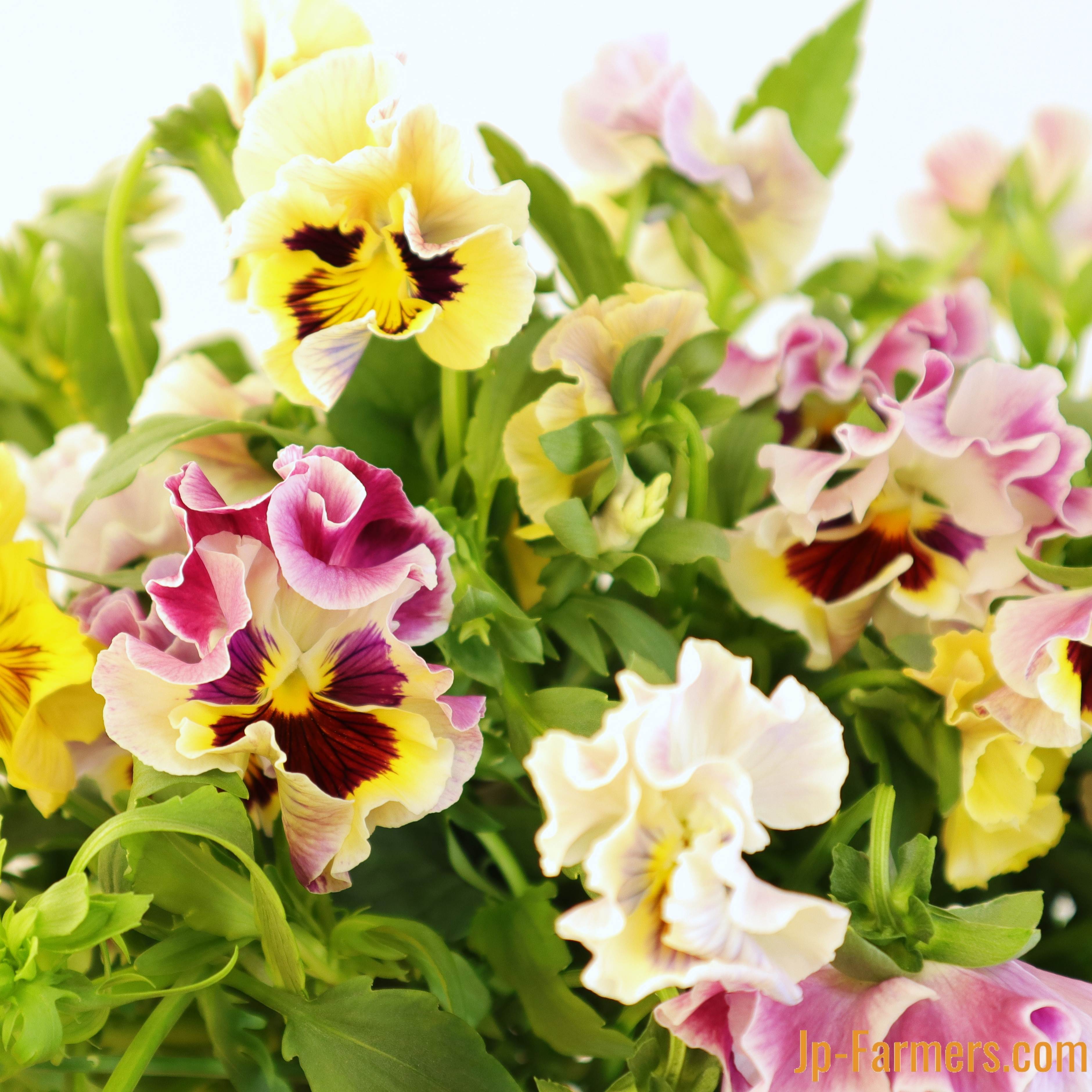 みやび花園のパンジー 20本 カルメン | 新鮮お花問屋 Jp-Farmers.com