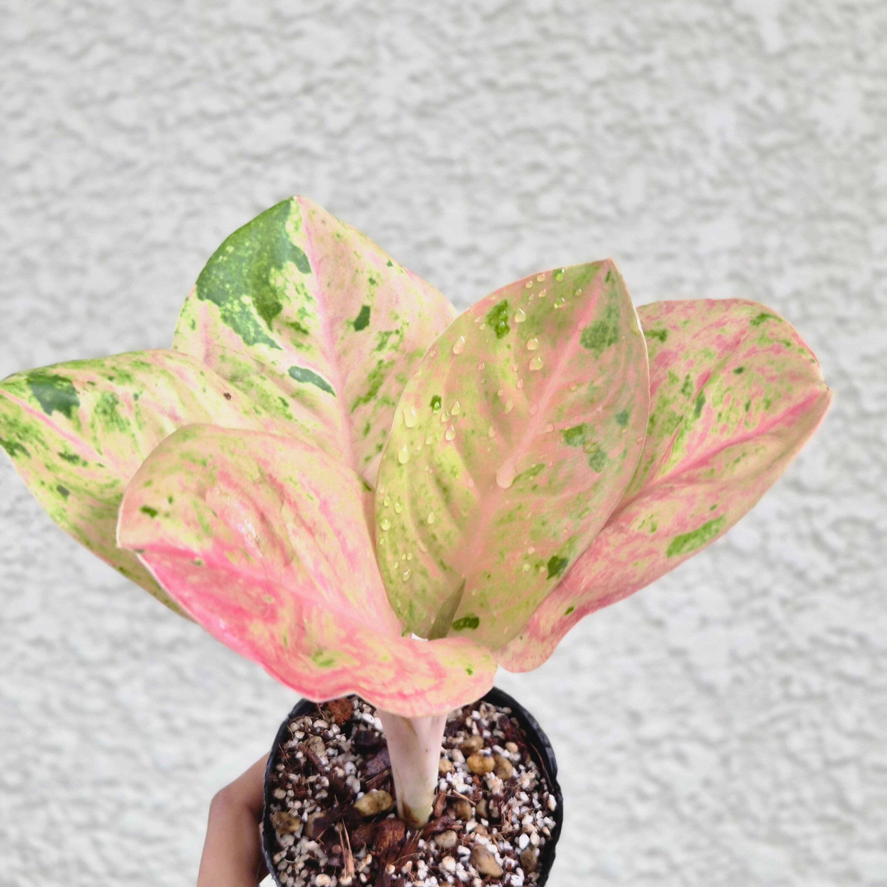 ⑬《Aglaonema Kamlai Thong》アグラオネマ カムライトーン 観葉植物 / レッドリーフ/ポット発送
