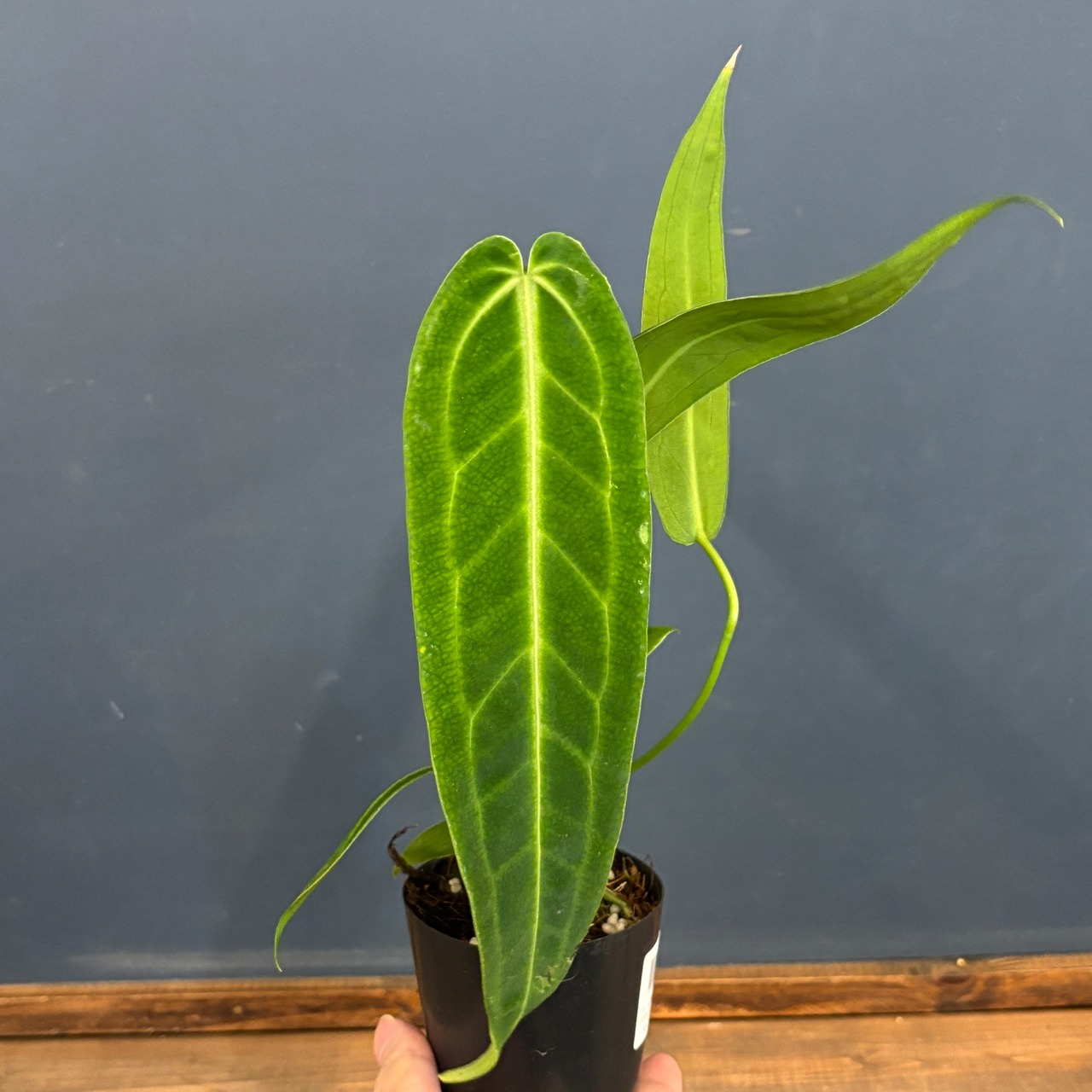 アンスリウム ワロクエアナム【790】