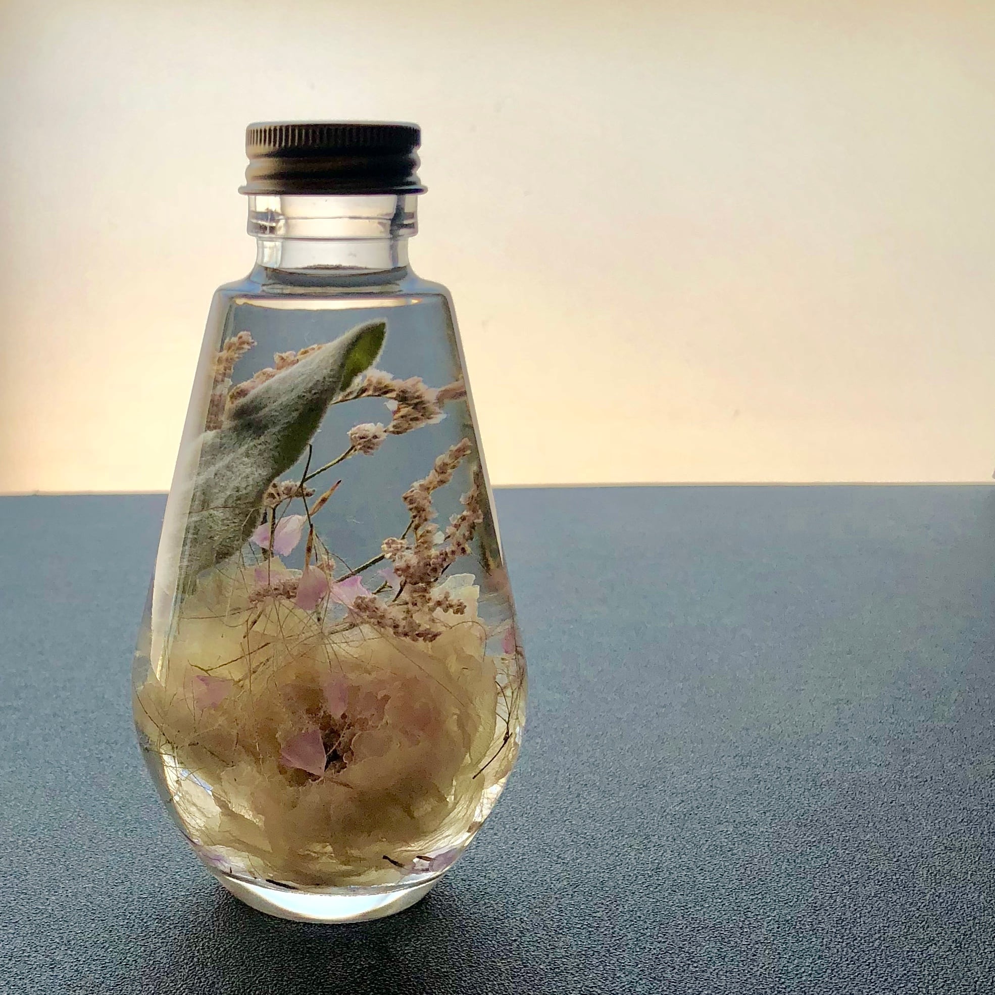 植物標本 ハーバリウム ラナンキュラス シュガーホワイト Herbarium