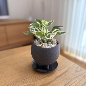 ポトス・エンジョイ