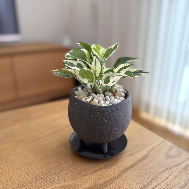 ポトス・エンジョイ