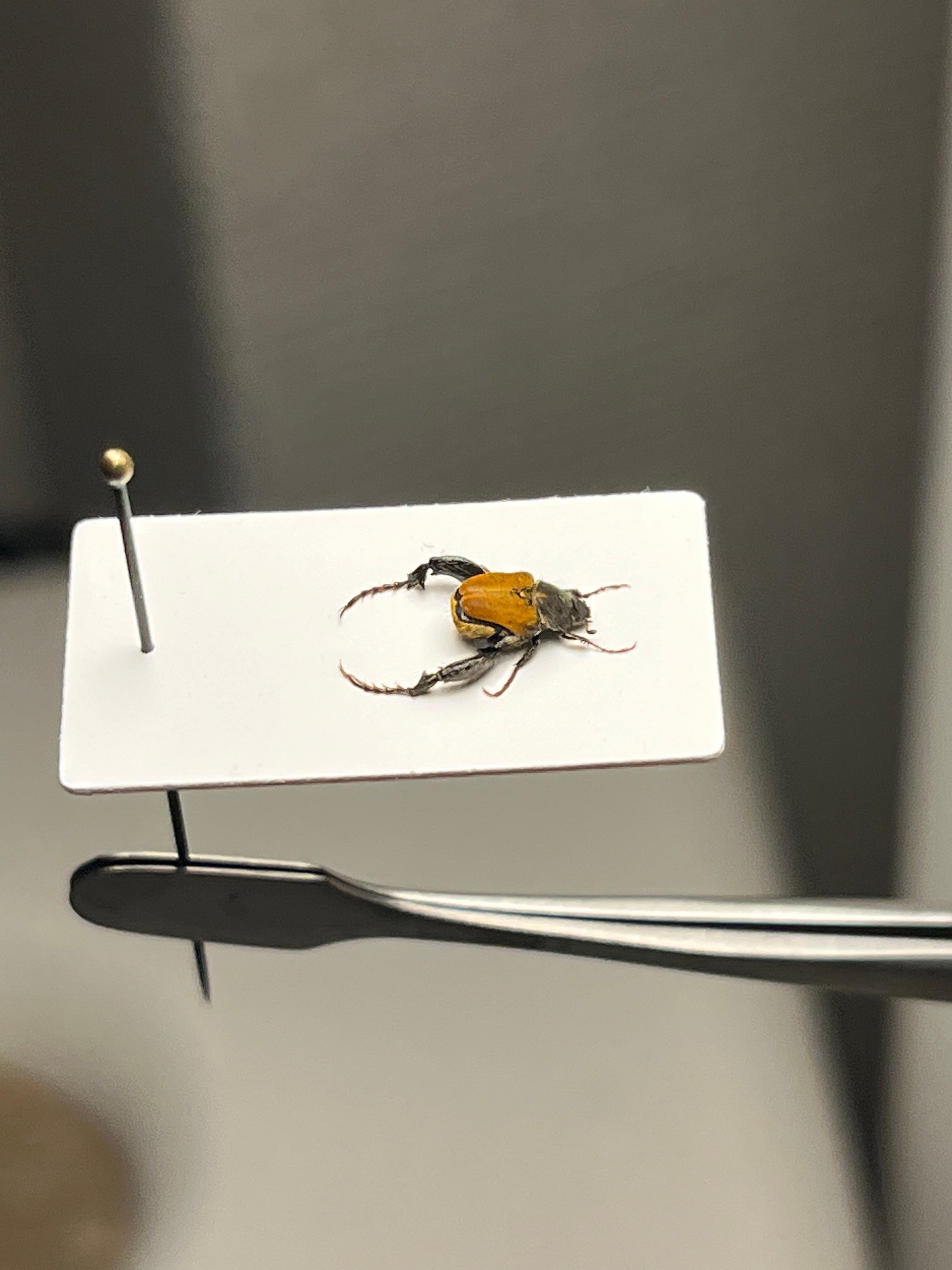 乾燥珍々】シロアリの女王標本 超巨大 液浸標本 昆虫標本 パラポネラ