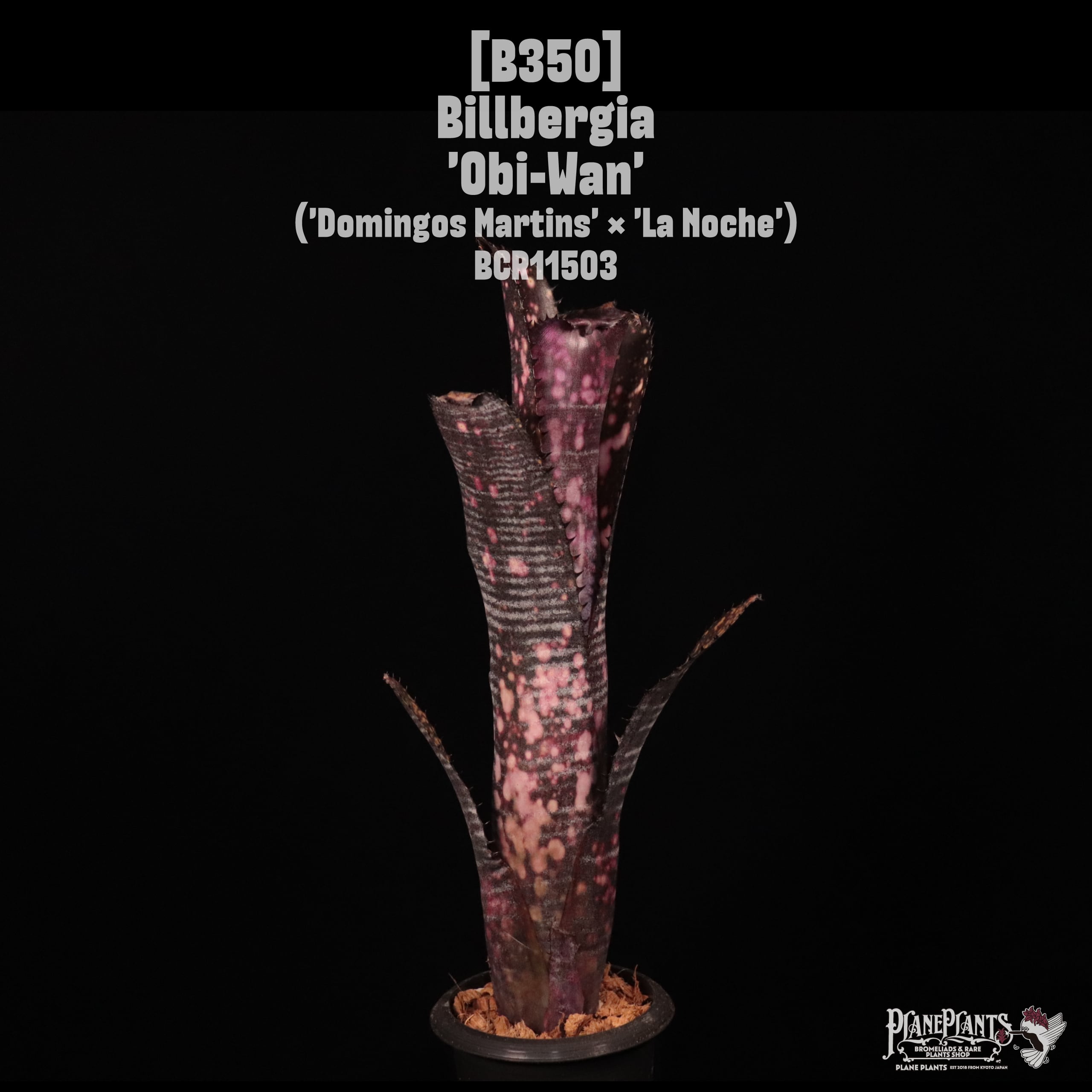 Billbergia | plane plants