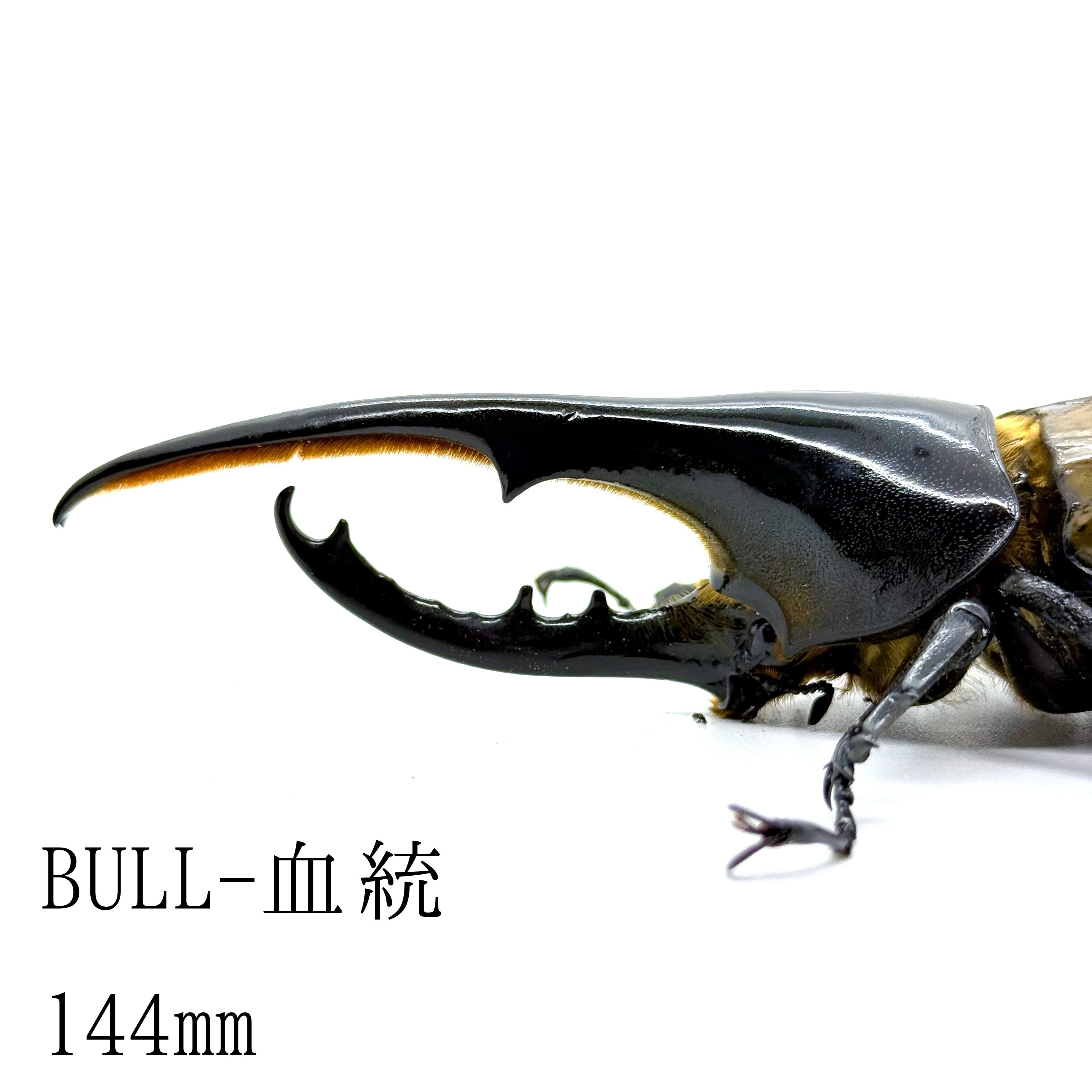 144㎜ / 成虫 / オス / ヘラクレスオオカブト