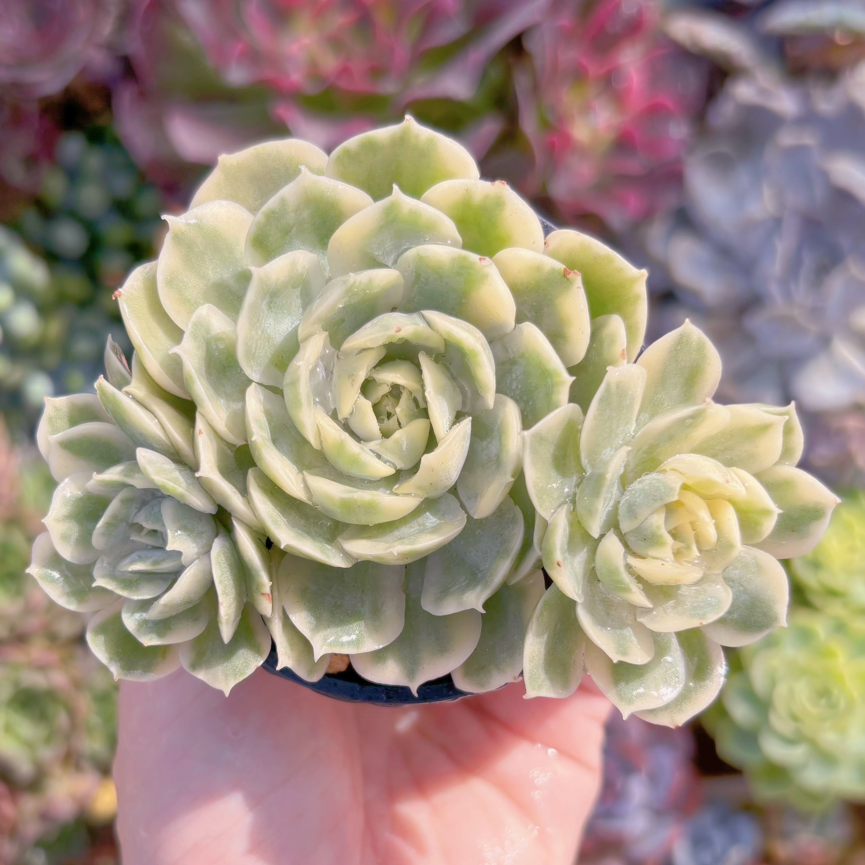 現品　オンスロー錦#E10　群生　るる農園