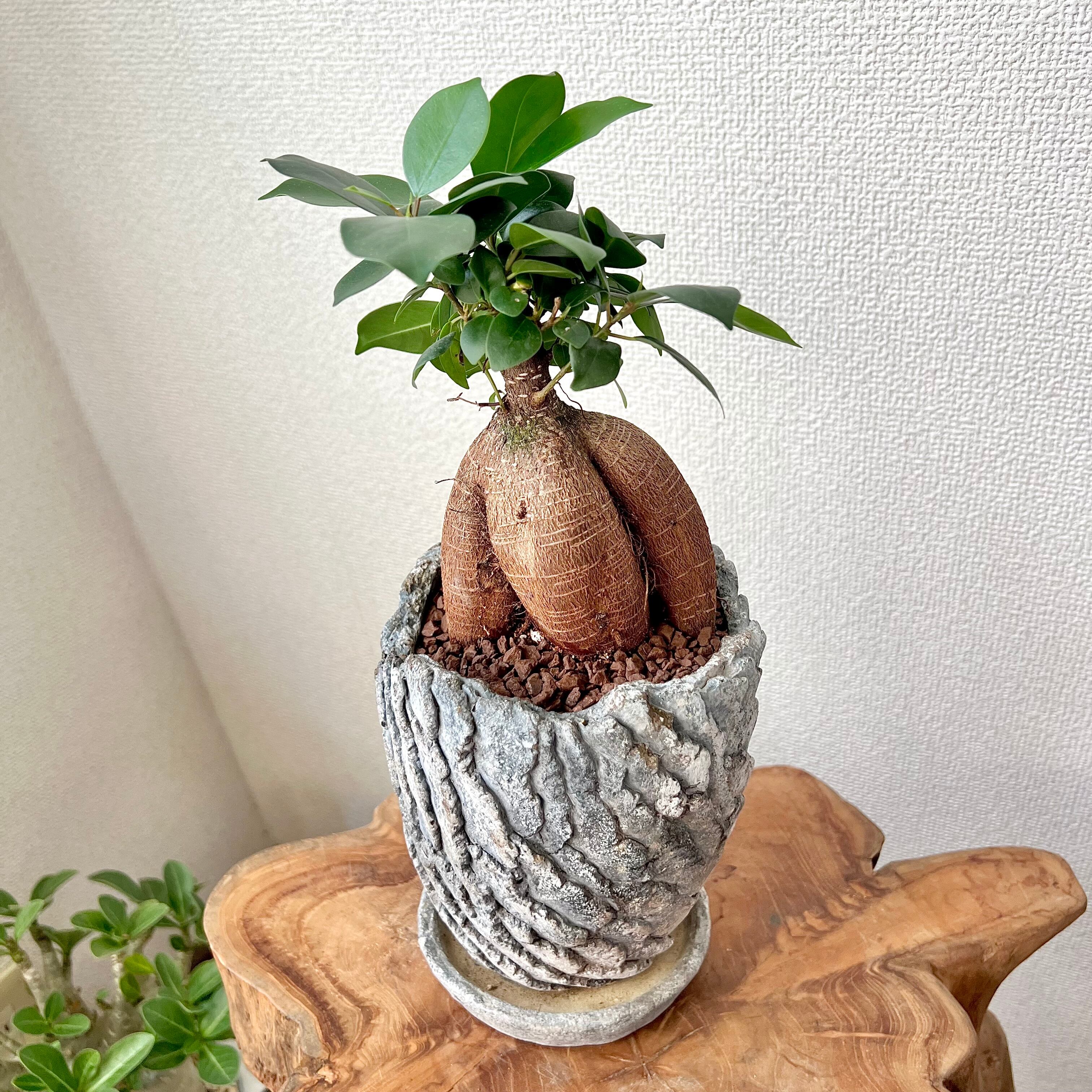 ガジュマル 3号／MRMMR | UEKITO