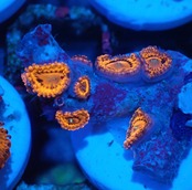 【現地買付】JalartaZoa 11