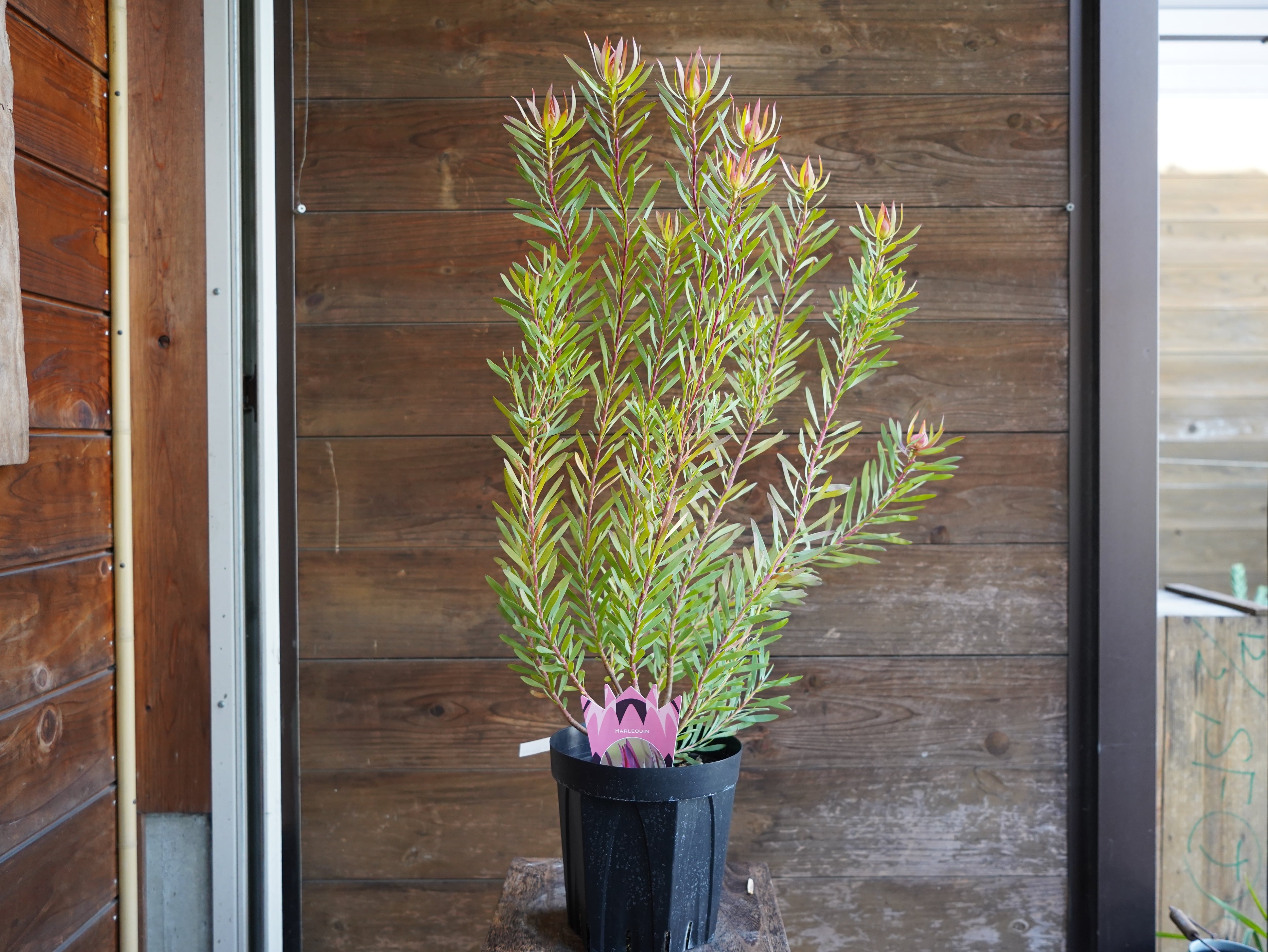 【現物】リューカデンドロン　”Harlequin”　６号