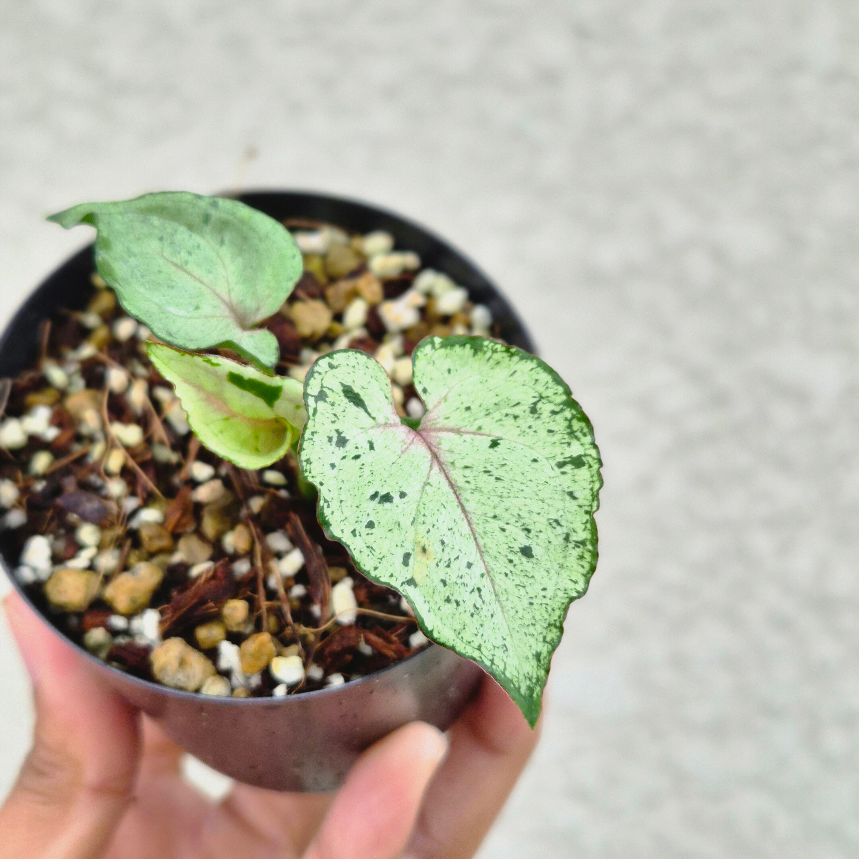 ②《シンゴニウム・グリーンスプラッシュ》 Syngonium green splash / 斑入り観葉植物 / ポットで発送