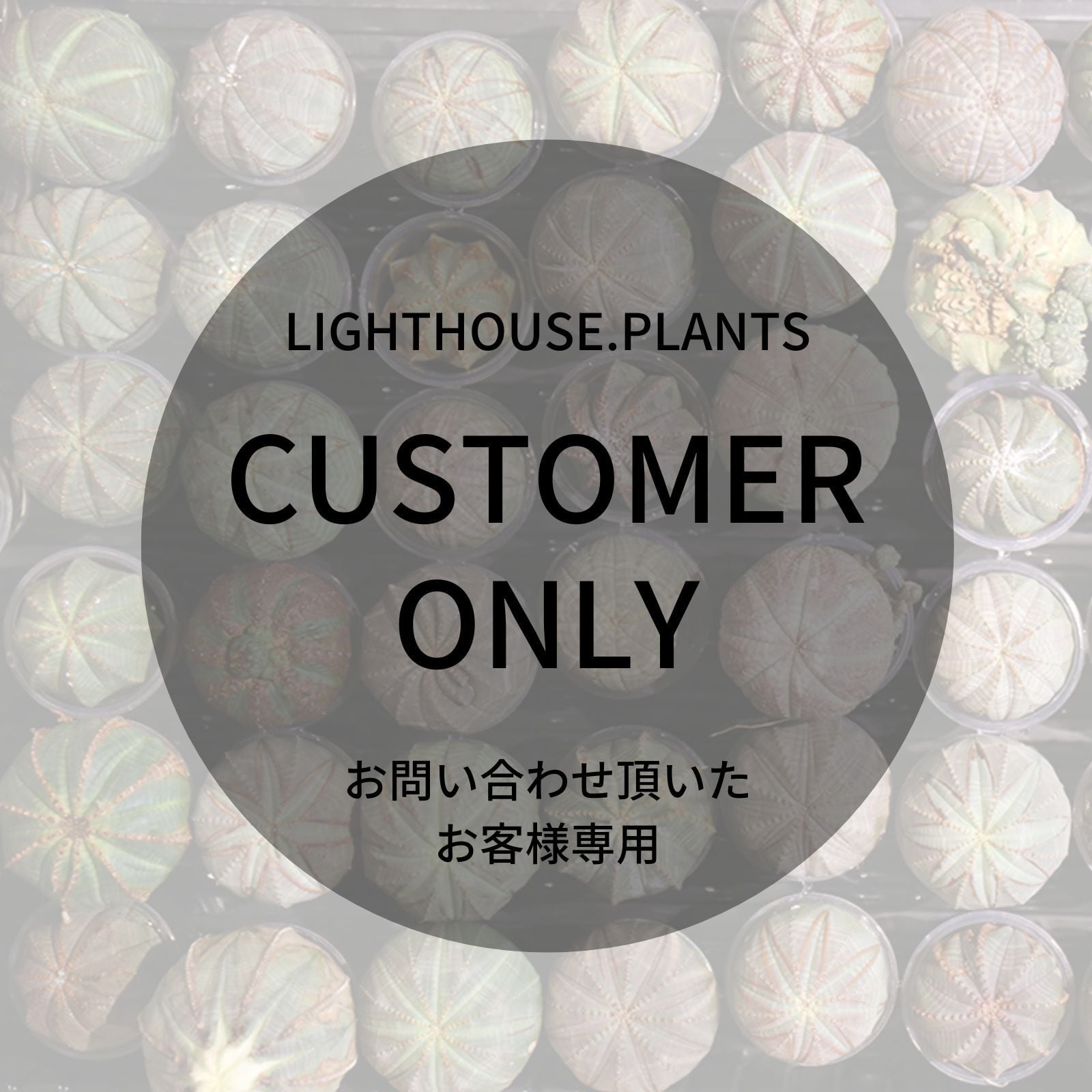 CUSTOMER ONLY - お客様専用 ユーフォルビア オベサ