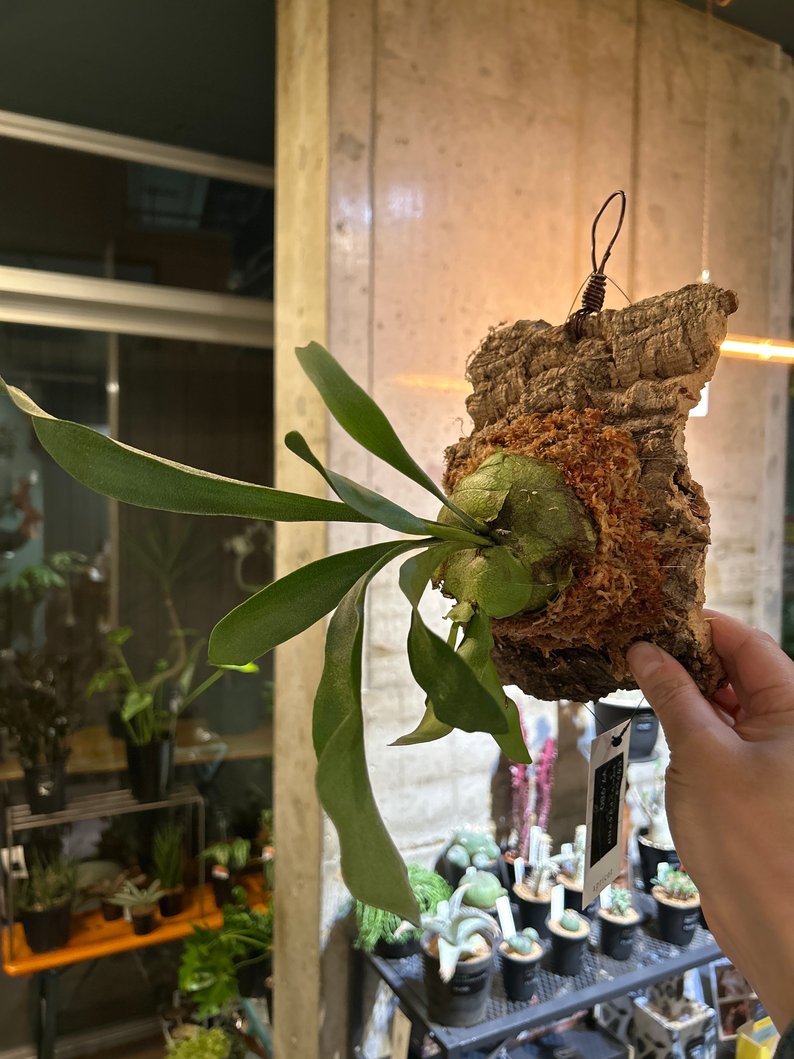 ビカクシダ コルク付 ネザーランド | 植物との暮らし apricot