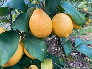 【特典つき】佐賀県産 国産レモン 1kg