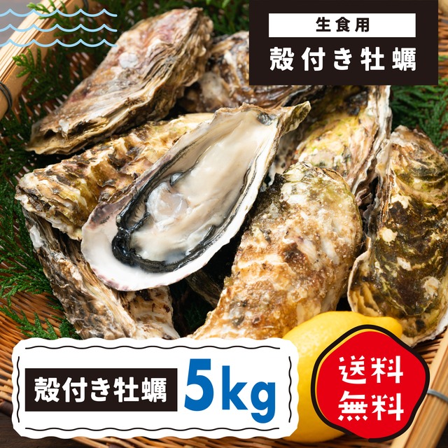 送料込！殻付き牡蠣5kg生食用