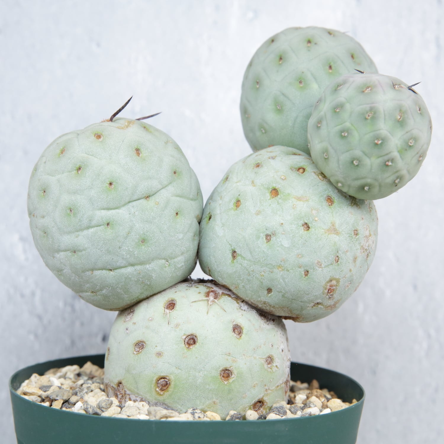 大球 5球 棘無し テフロカクタス ゲオメトリクス | LIGHTHOUSE.PLANTS