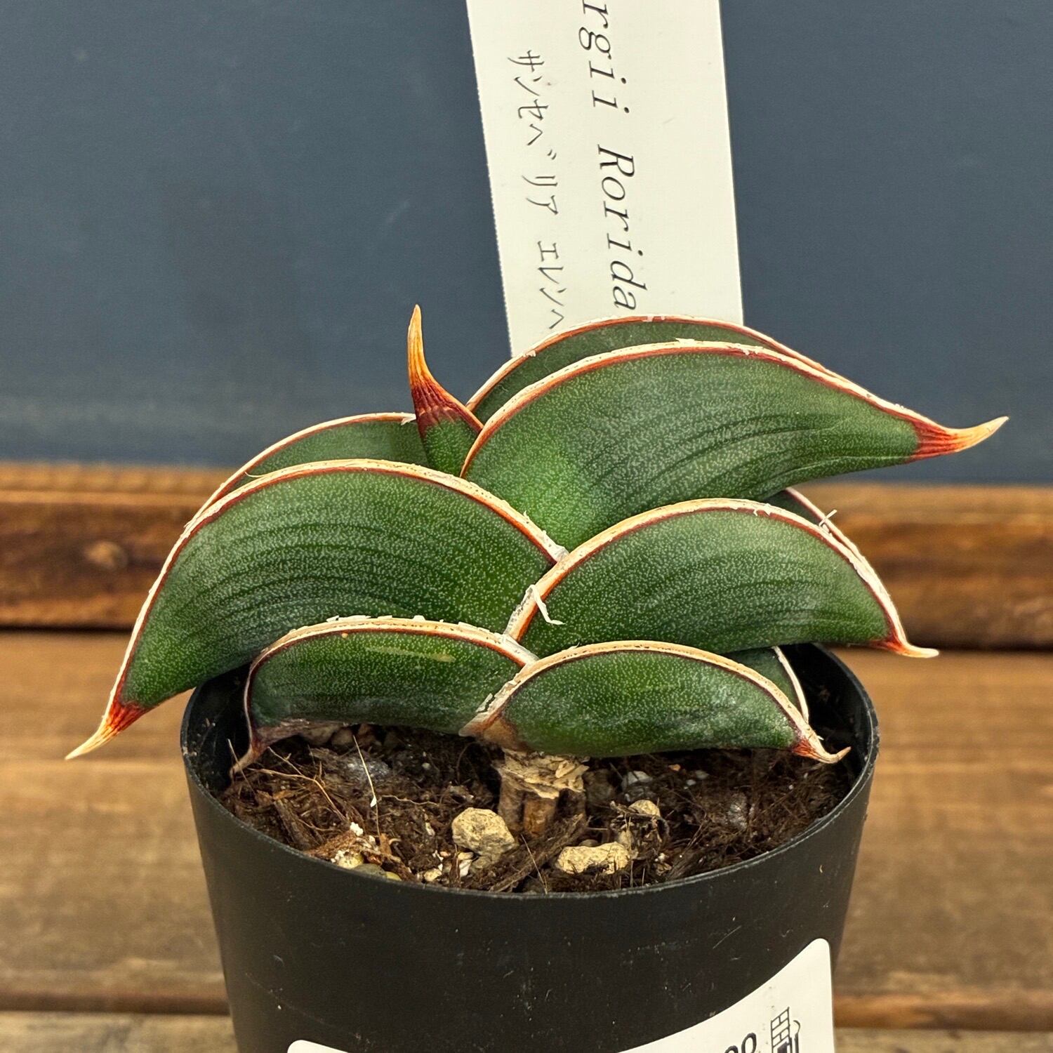 F00104_【XDT0009】xDyctia (Dyckia 'Arizona' x Hechtia glomerata