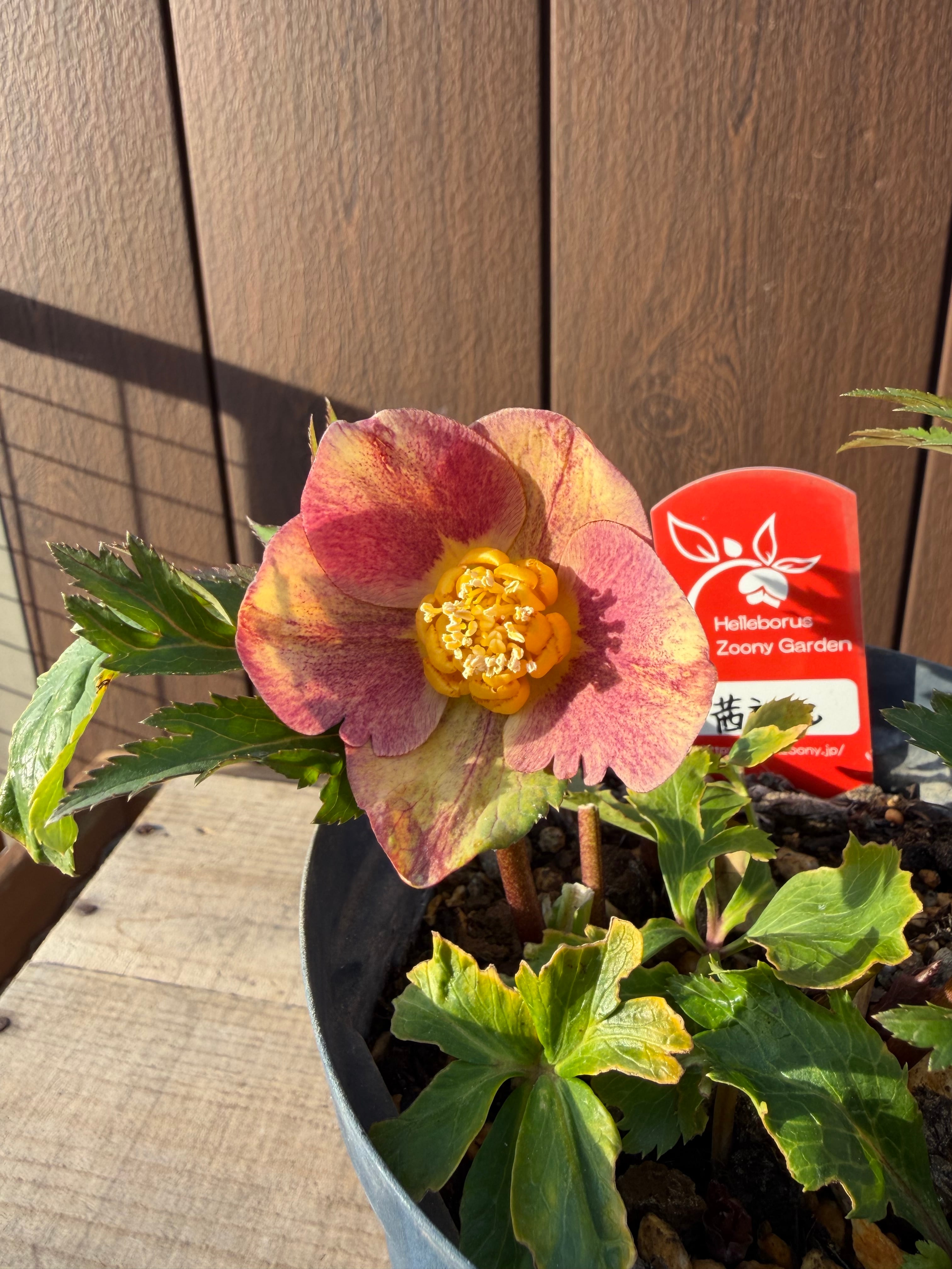 茜交配 Zoony Garden クリスマスローズ【Zo04】送料無料 | あしかが