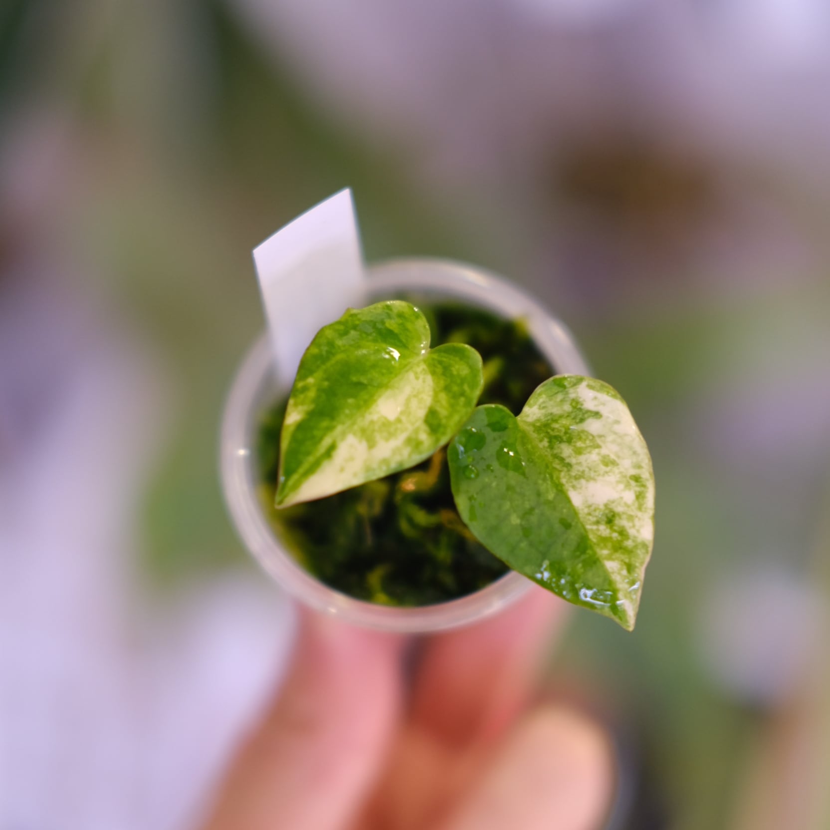 アンスリウム / Anthurium | tokyoplants / 観葉植物専門店